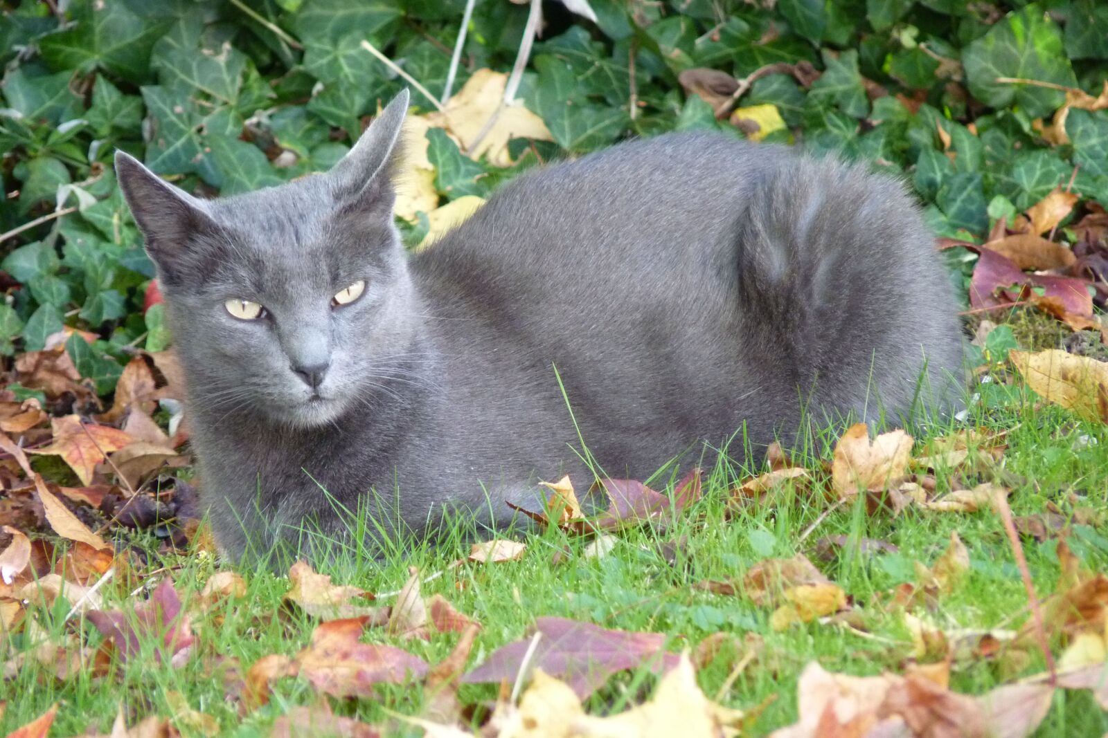 Panasonic Lumix DMC-FZ35 (Lumix DMC-FZ38) sample photo. Cat, korat, nature photography