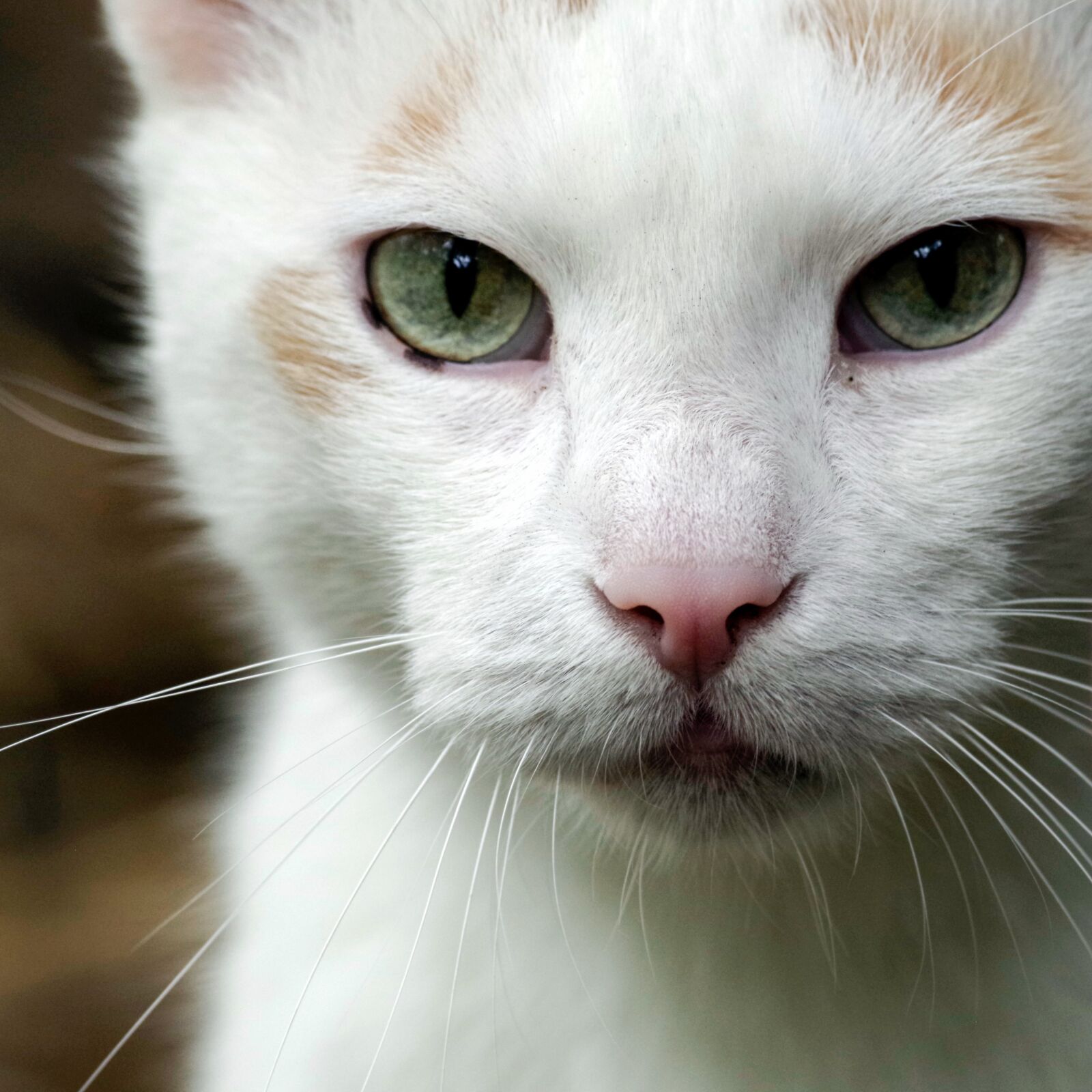 Pentax K-30 sample photo. Cat, eyes, view photography
