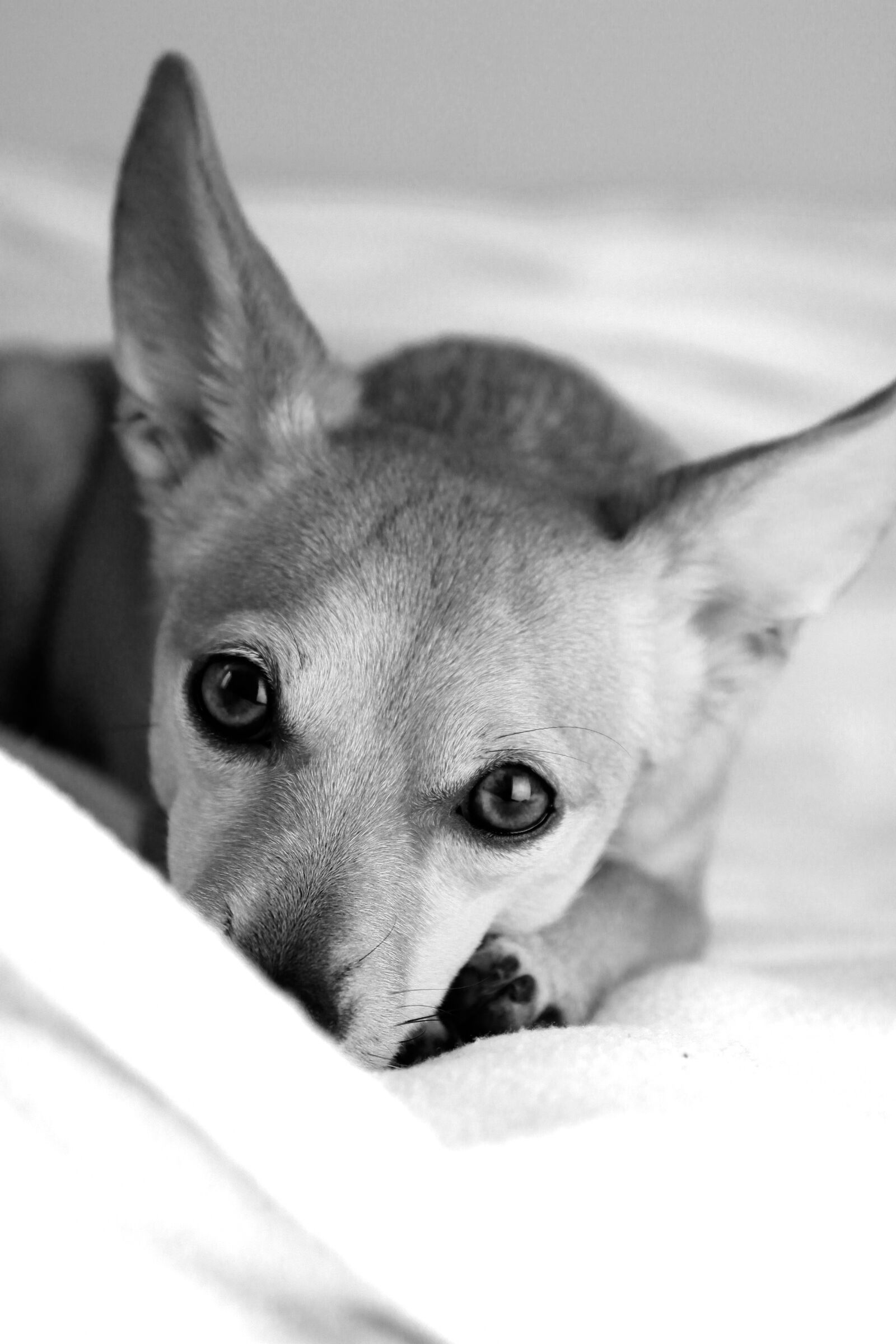 Canon EOS 60D sample photo. Dog, eb, animal photography