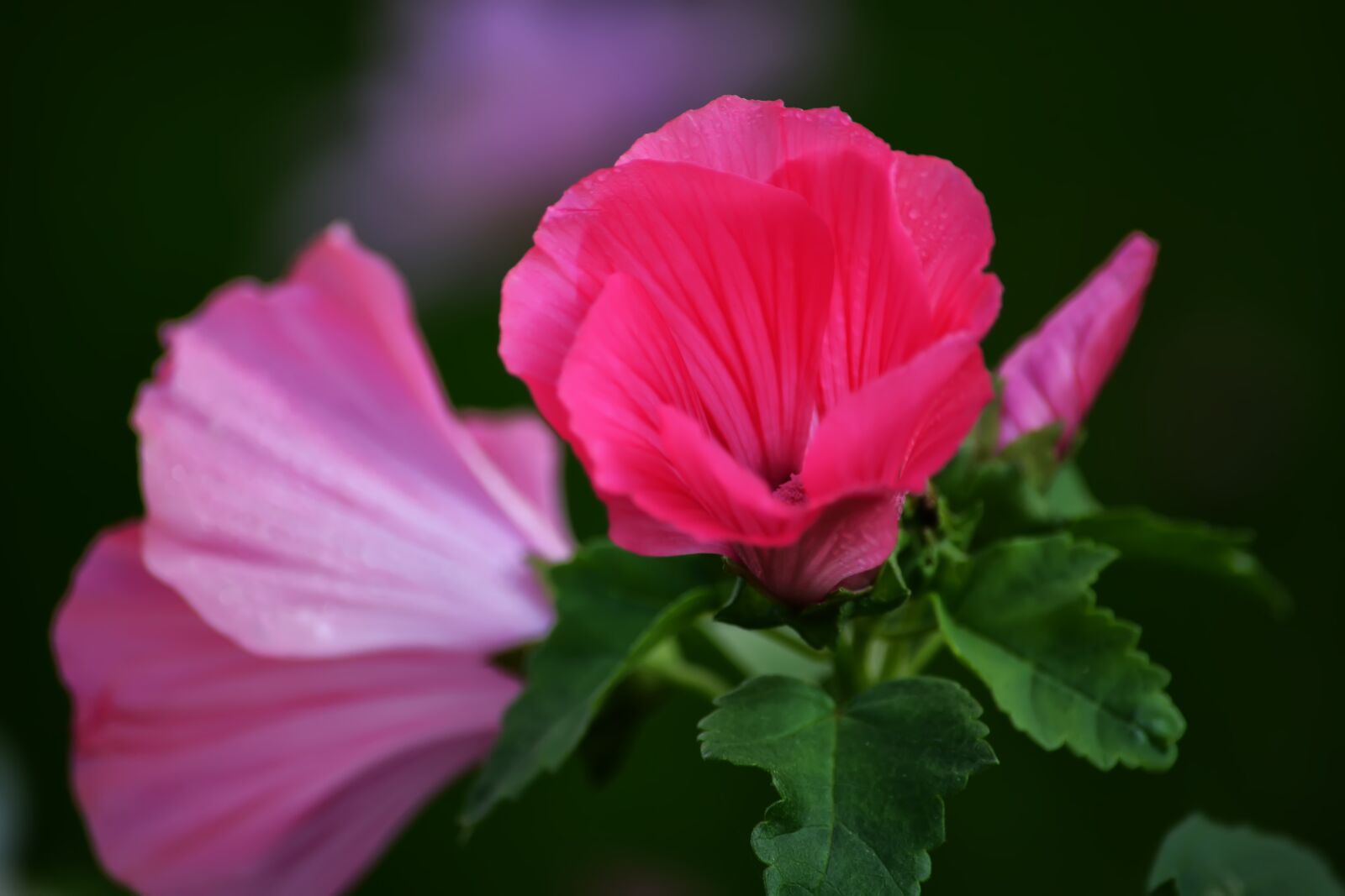 Nikon D5200 sample photo. Malva, bud, flower photography