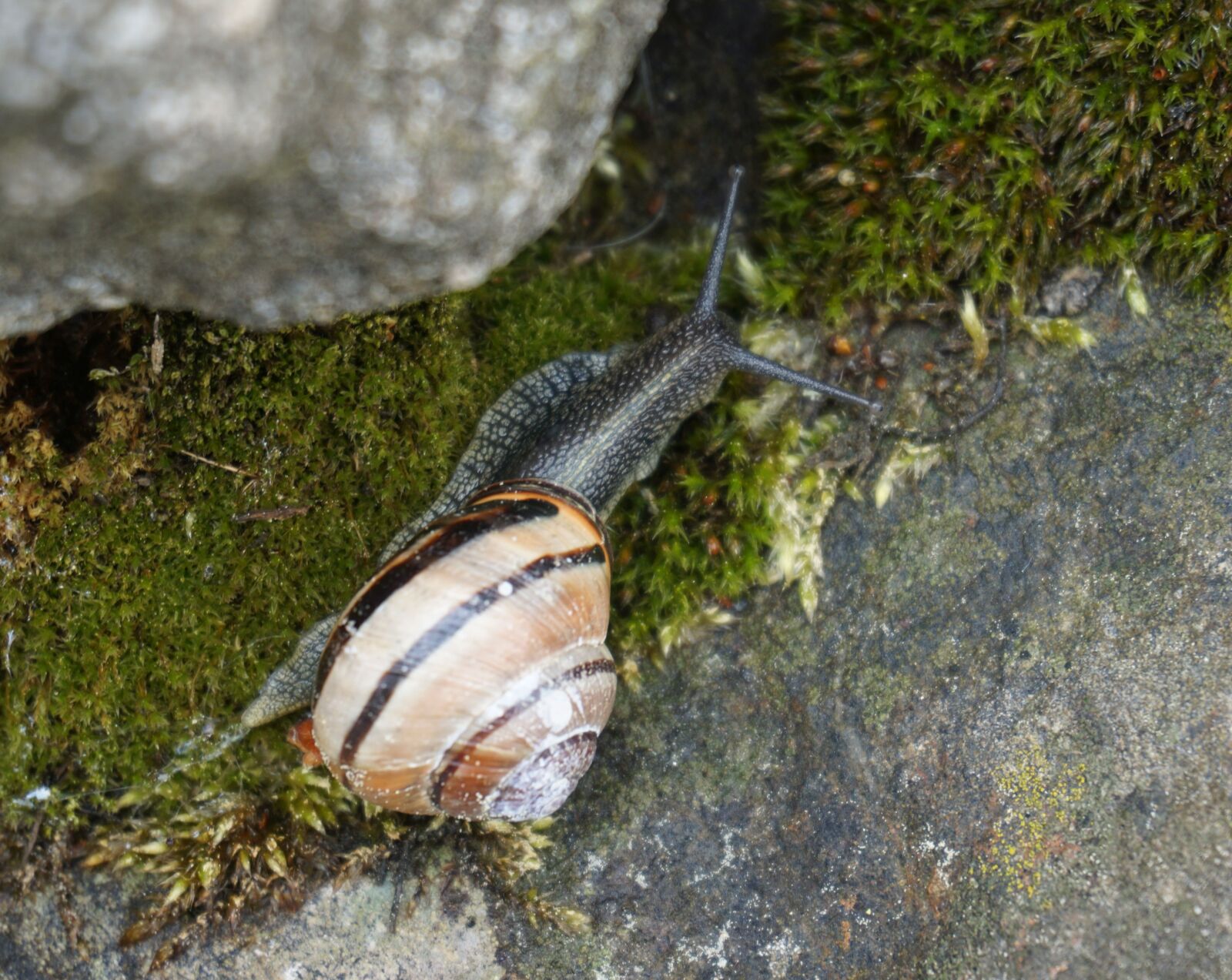 Sony a6000 sample photo. Snail, time, slowly photography