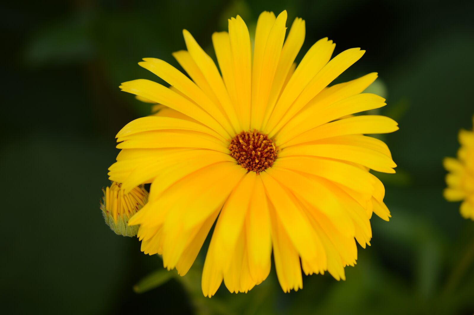 Nikon D3200 sample photo. Sunflower, focus, flower photography