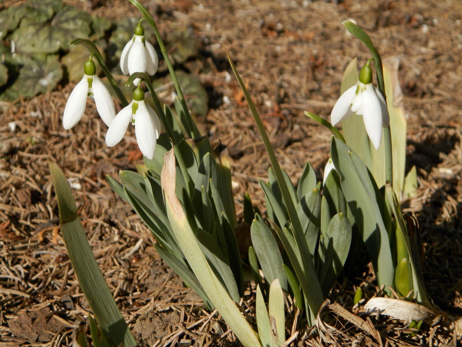 Olympus SP-620UZ sample photo. Snowdrop, flower, nature photography
