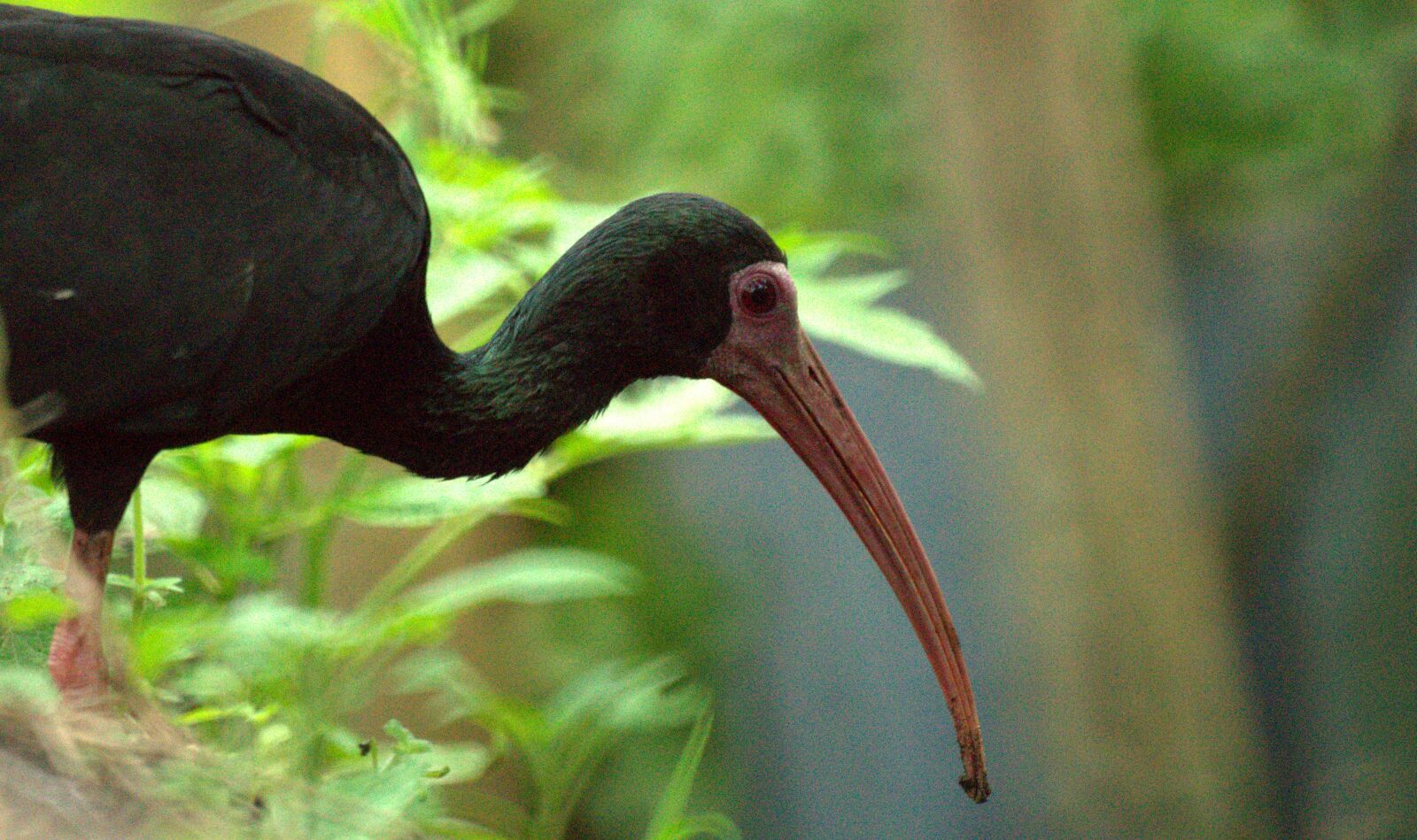 Sony SLT-A58 sample photo. Nature, ave, bird photography