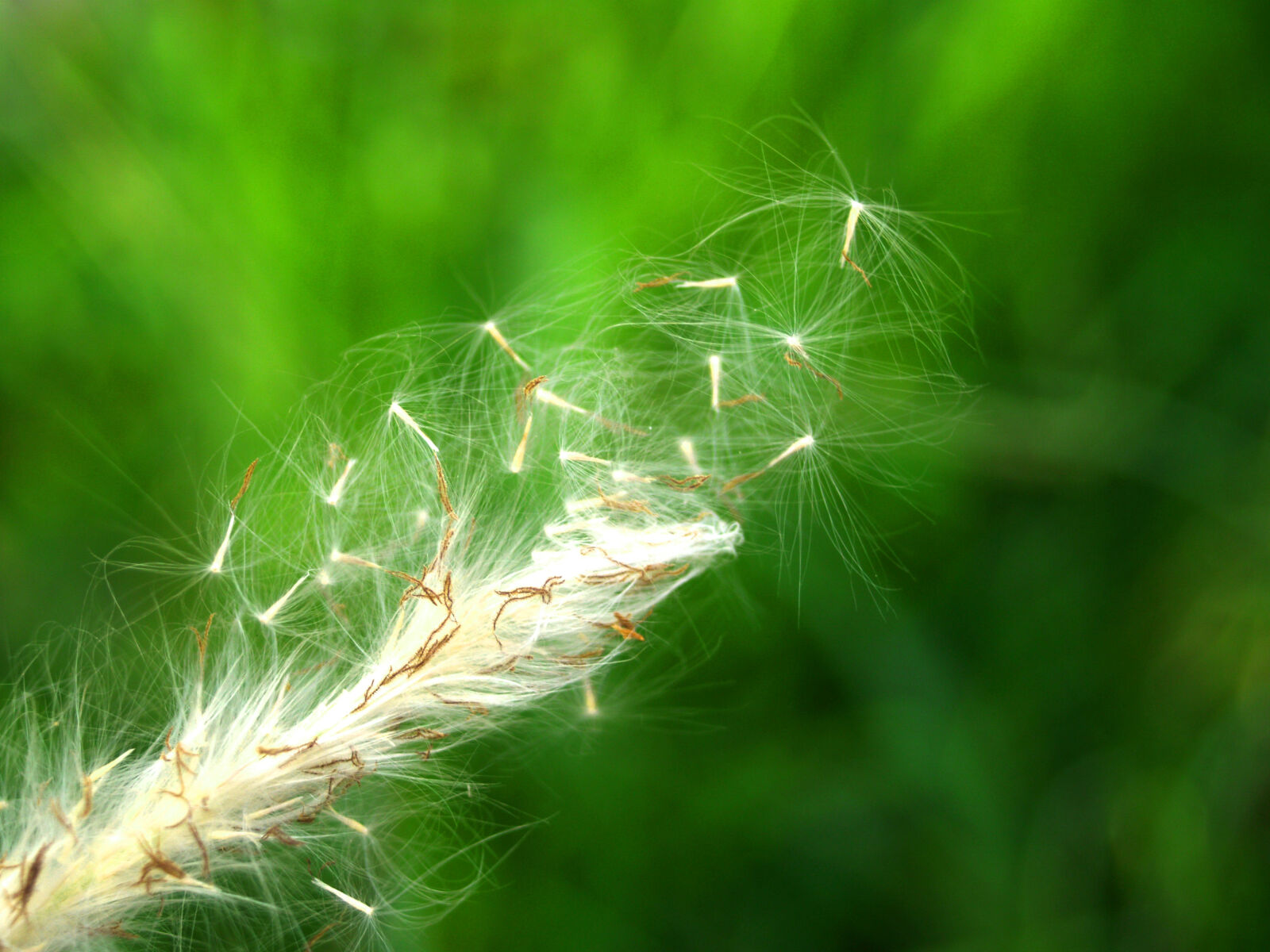 Olympus E-300 (EVOLT E-300) sample photo. Autumn, beautiful, blooming, blur photography