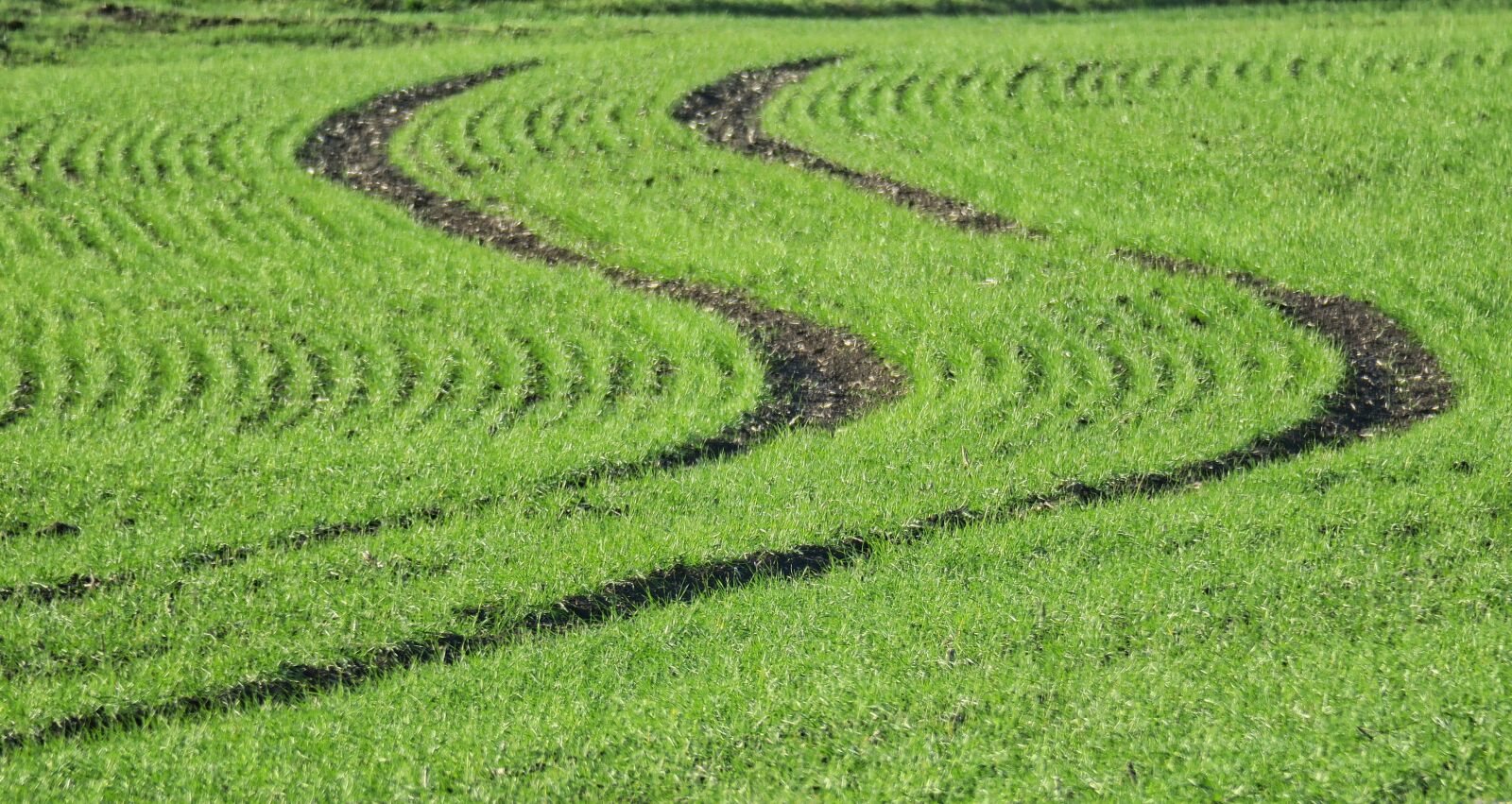 Canon PowerShot G3 X sample photo. Field, grass, trace photography