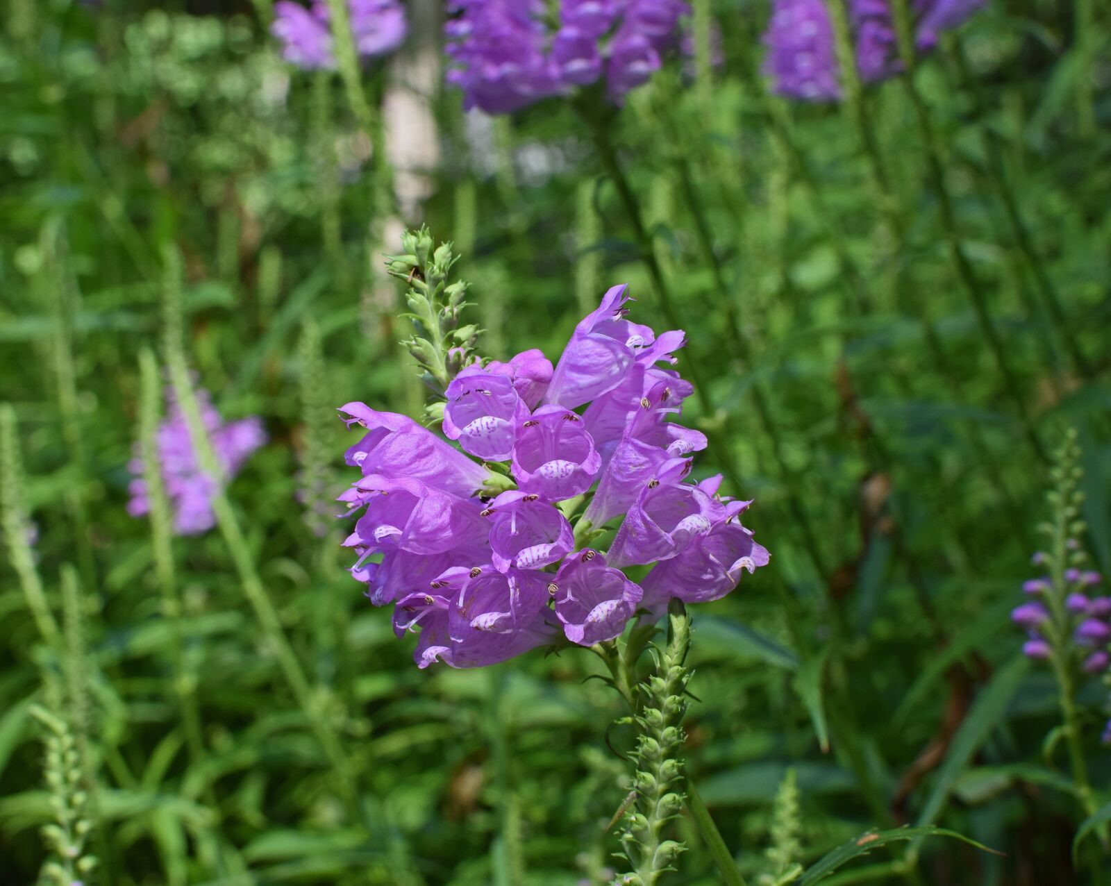 Nikon D3300 sample photo. False dragon head, flower photography