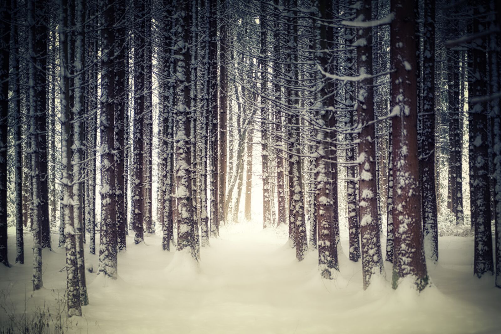 Canon EOS 5D sample photo. Snow, forest, glade photography