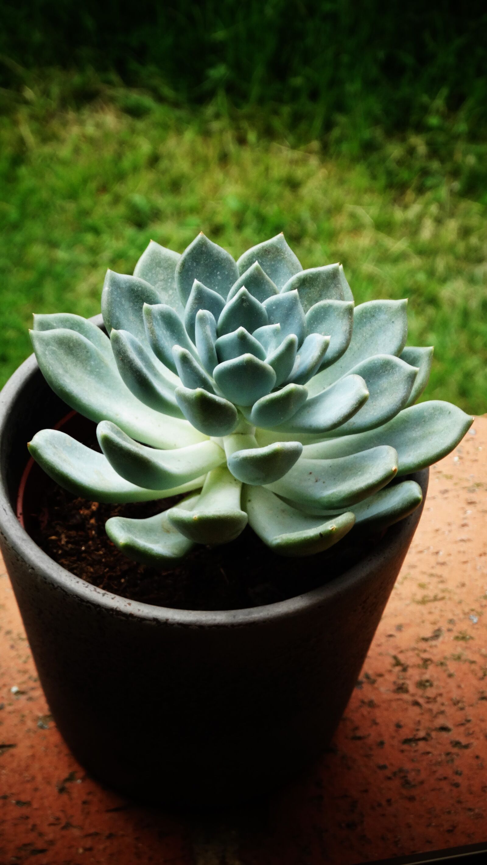 Sony Cyber-shot DSC-HX300 sample photo. Succulents, beautiful, garden photography