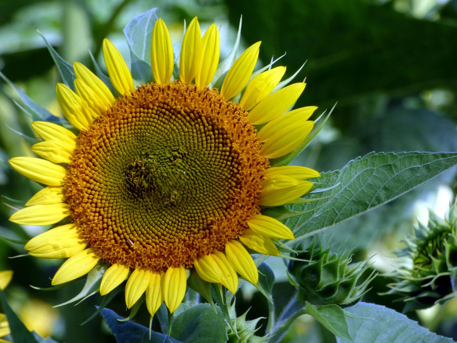 Panasonic DMC-FZ72 sample photo. Sunflower, flower, nature photography