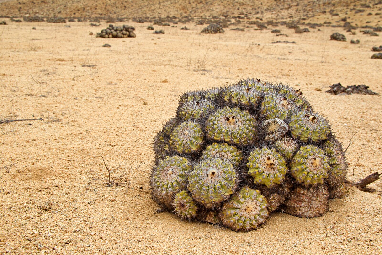 Canon EOS 600D (Rebel EOS T3i / EOS Kiss X5) sample photo. Chile, cactus, nature photography