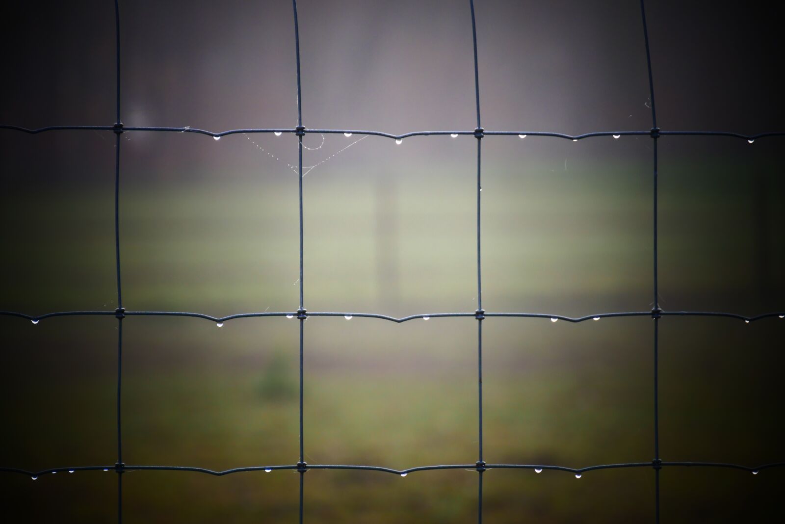 Panasonic Lumix DMC-G85 (Lumix DMC-G80) sample photo. Fence, seal, mesh photography