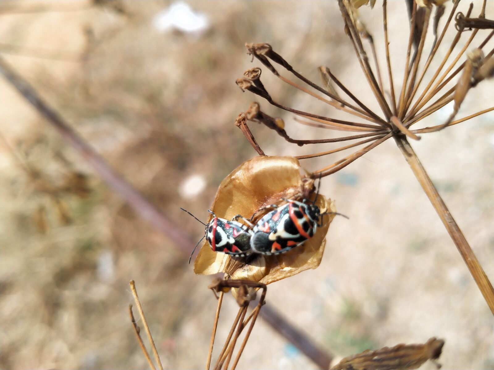 OPPO A5 2020 sample photo. Beautiful, insects of cohesion photography