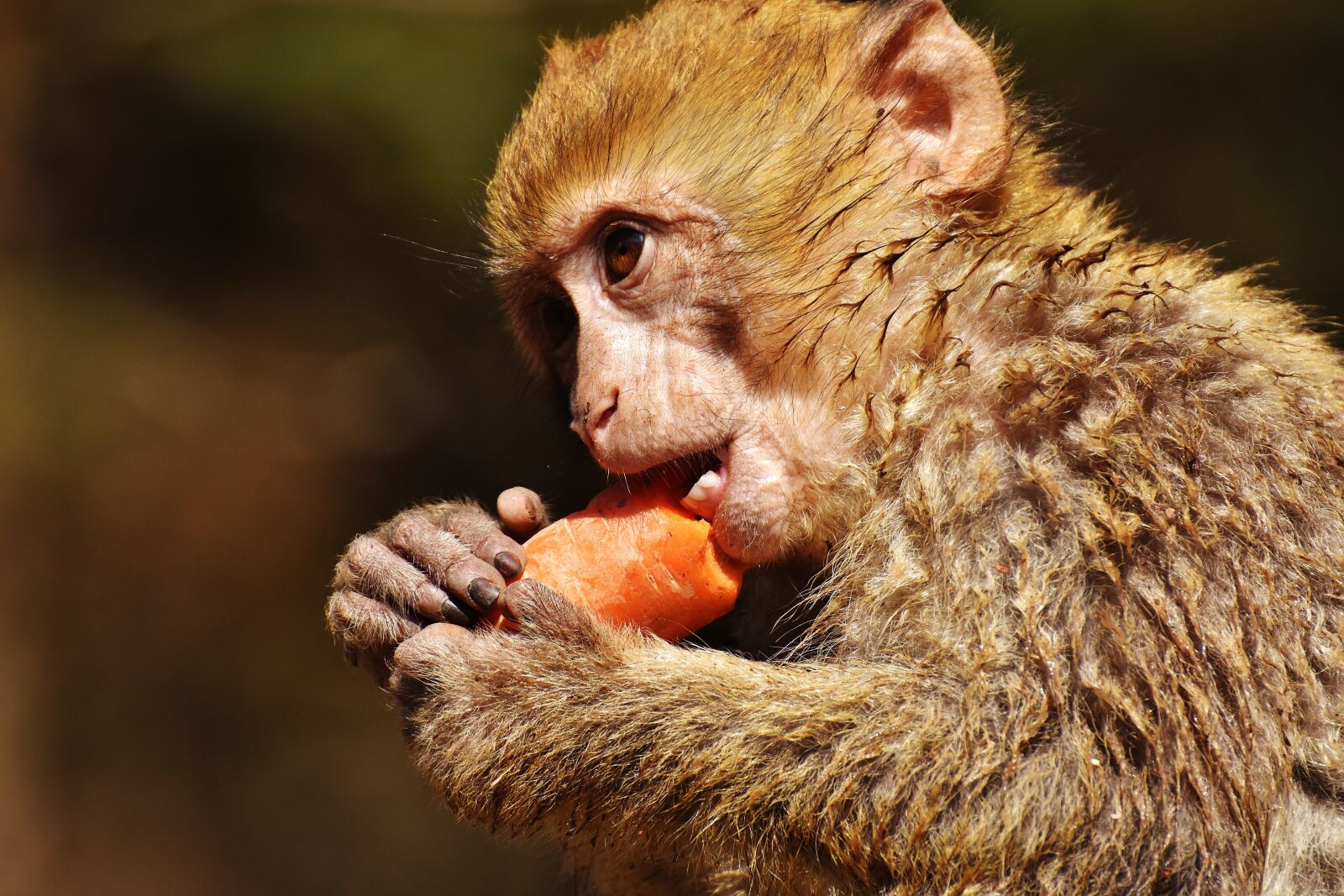Nikon D7200 sample photo. Barbary ape, eat, carrot photography