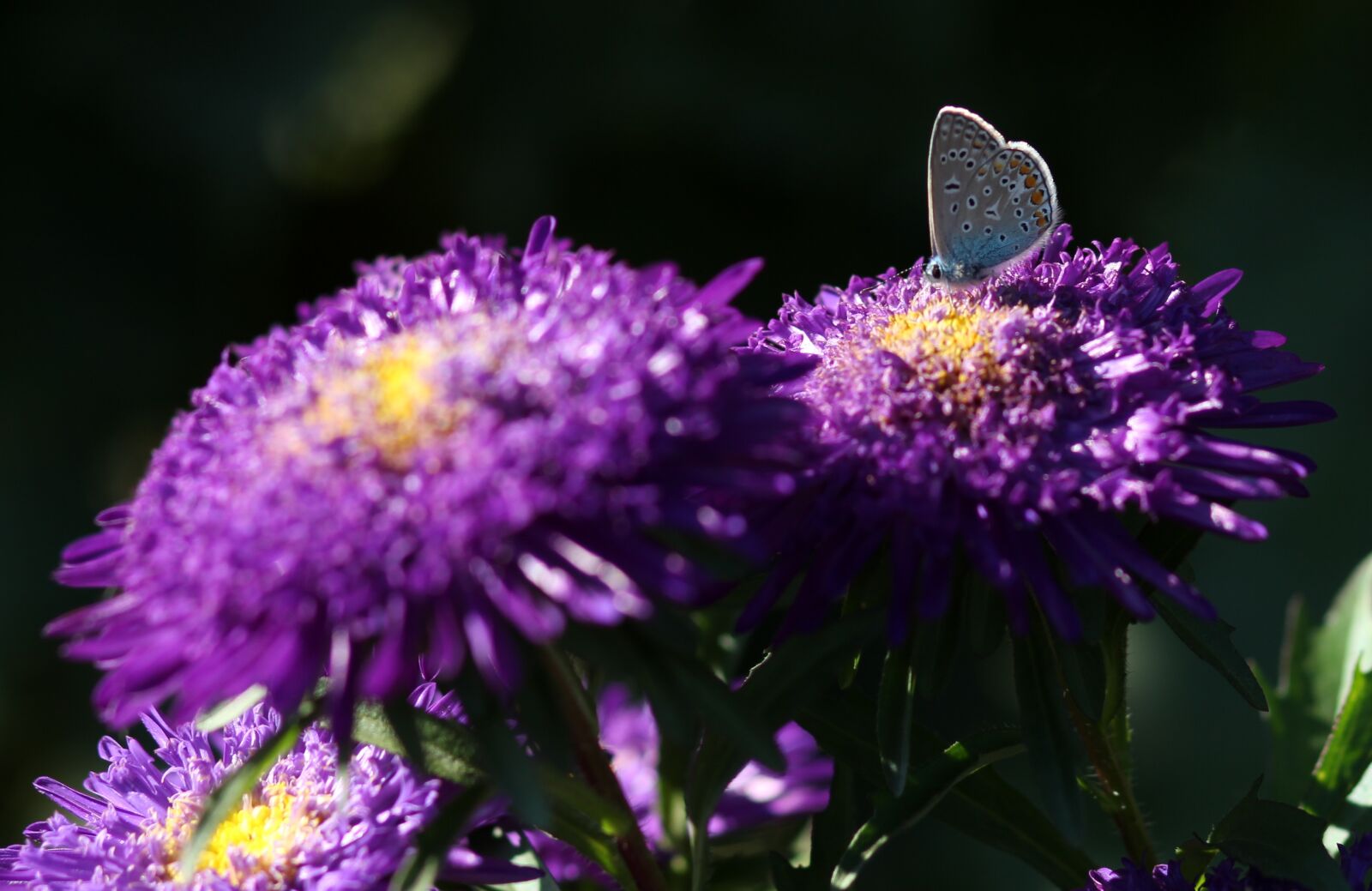 Canon EOS 700D (EOS Rebel T5i / EOS Kiss X7i) + Canon EF 85mm F1.8 USM sample photo. Butterfly, blue, flower photography