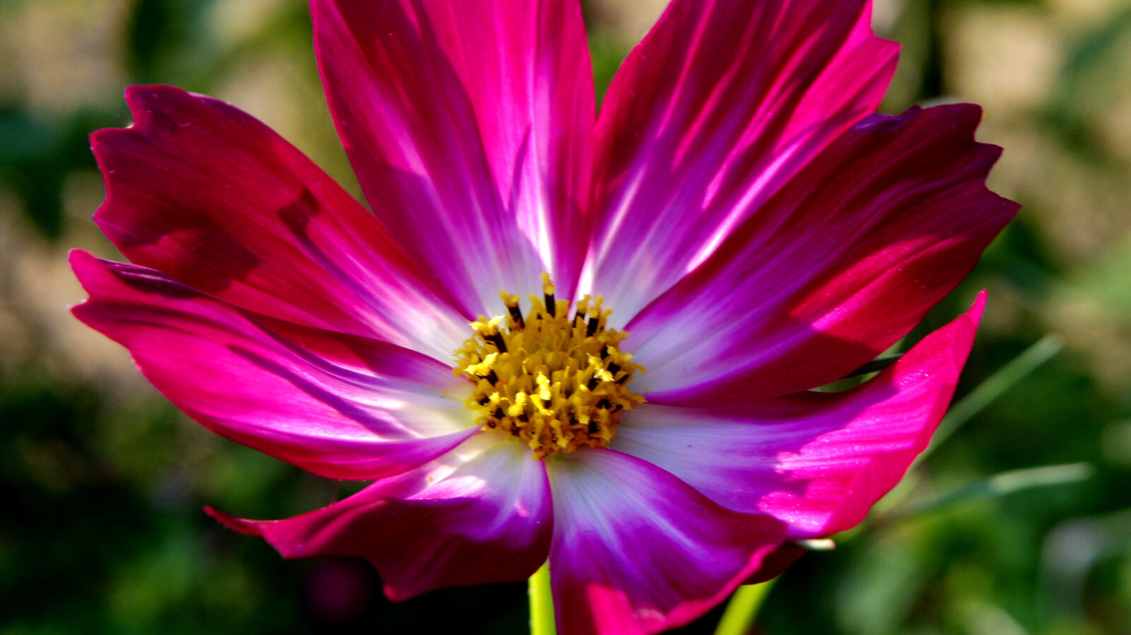 Pentax Q10 sample photo. Flower photography
