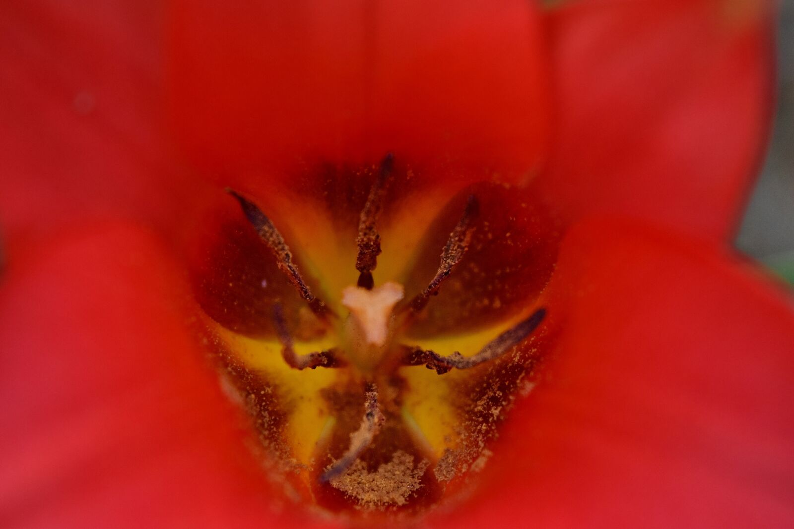Nikon D5500 sample photo. Focus, macro, petals, pistil photography