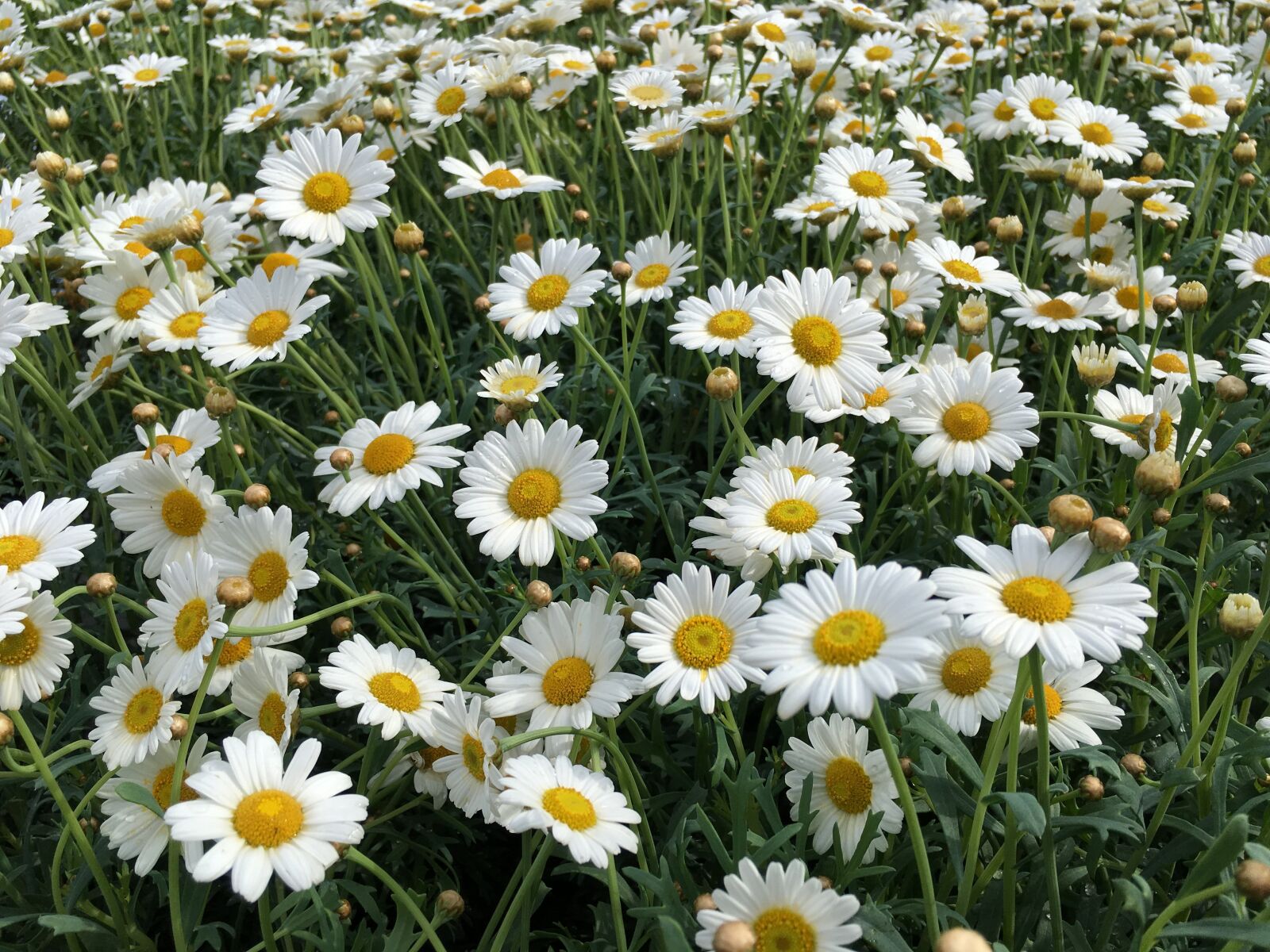 Apple iPhone 6s Plus sample photo. Chamomile, flower, background photography