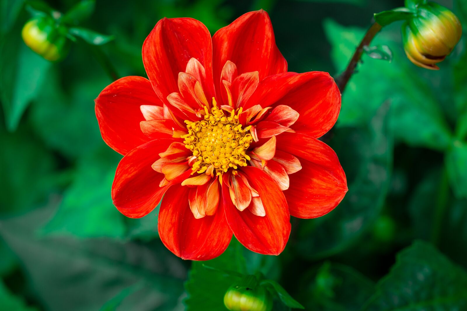 Nikon D7100 sample photo. Flower, orange, orange flower photography