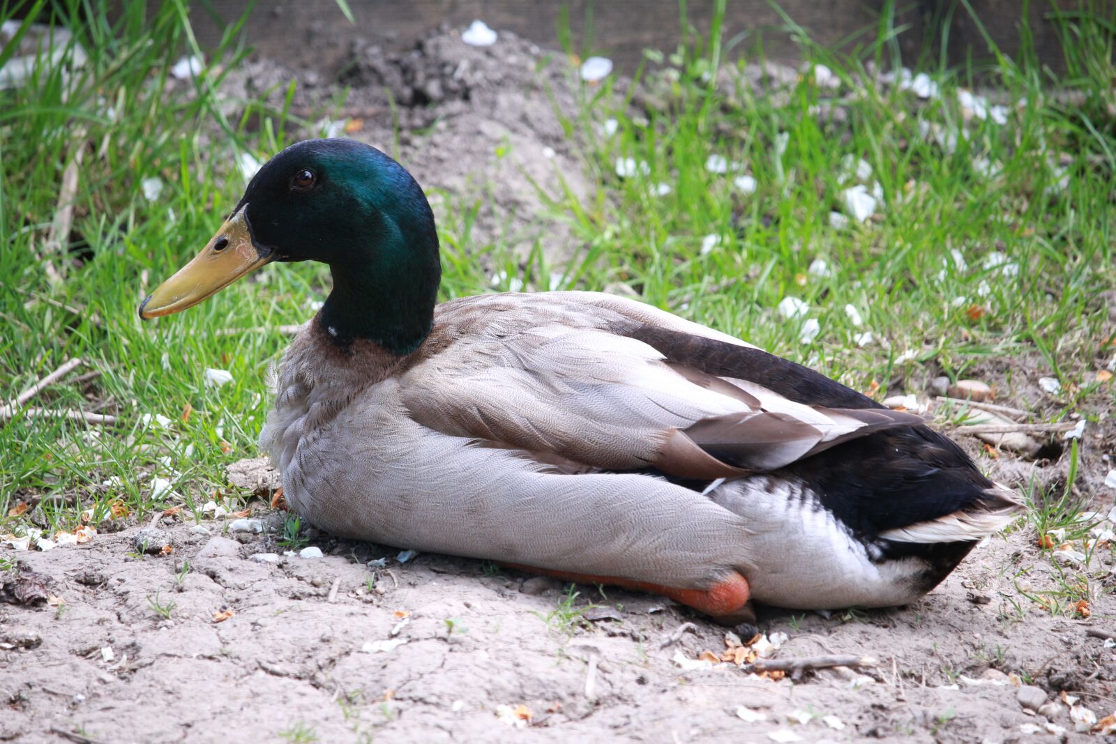 Canon EF-S 55-250mm F4-5.6 IS STM sample photo. Duck, running duck, indian photography