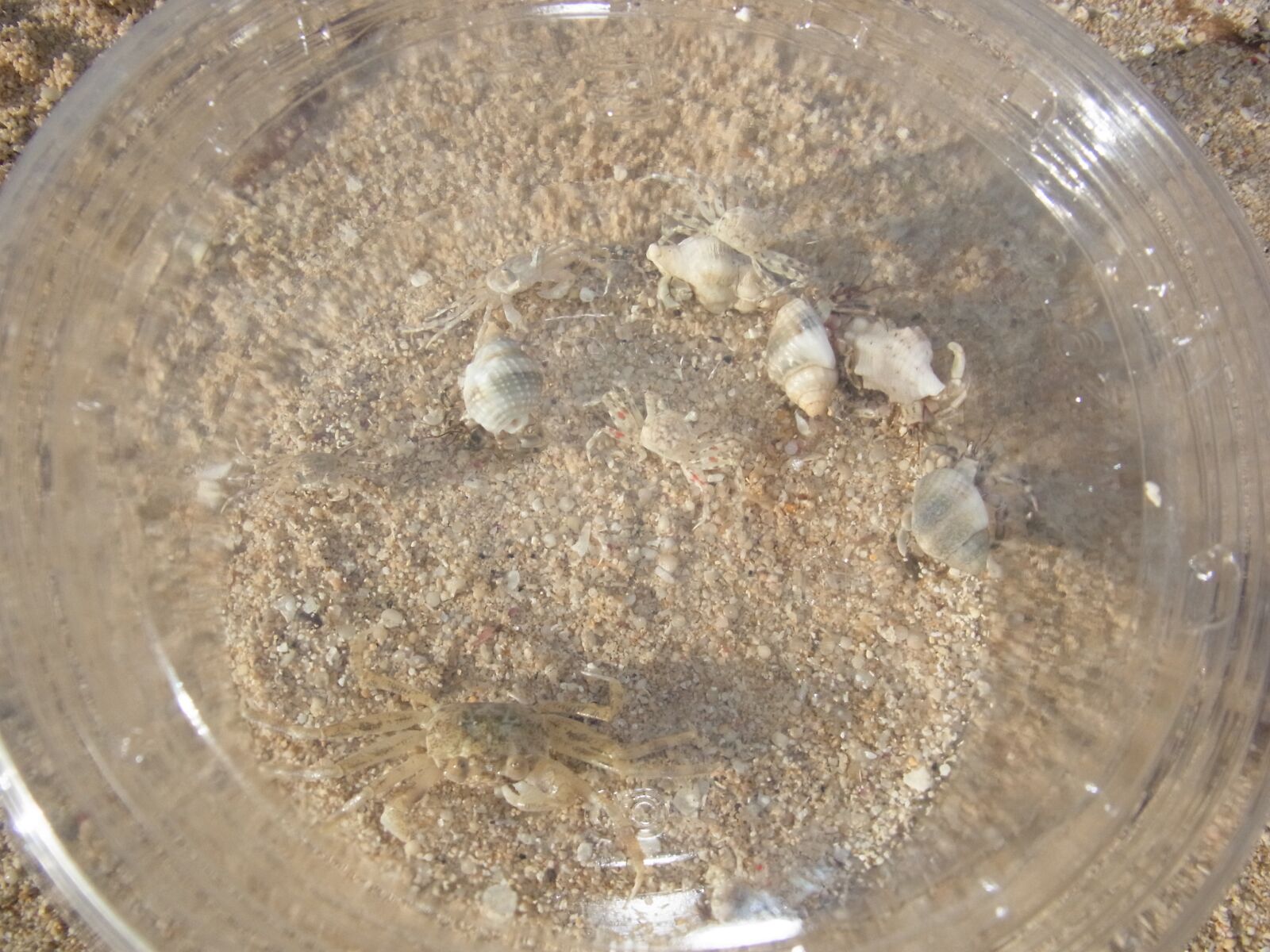 RICOH ZOOM LENS sample photo. Sea, creatures, summer vacation photography