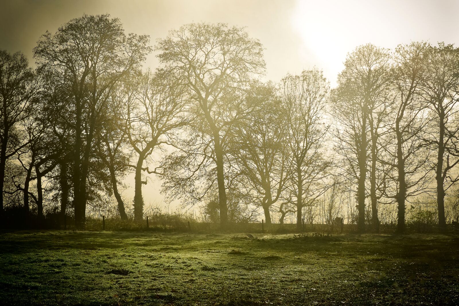 Olympus OM-D E-M10 sample photo. Landscape, fog, nature photography