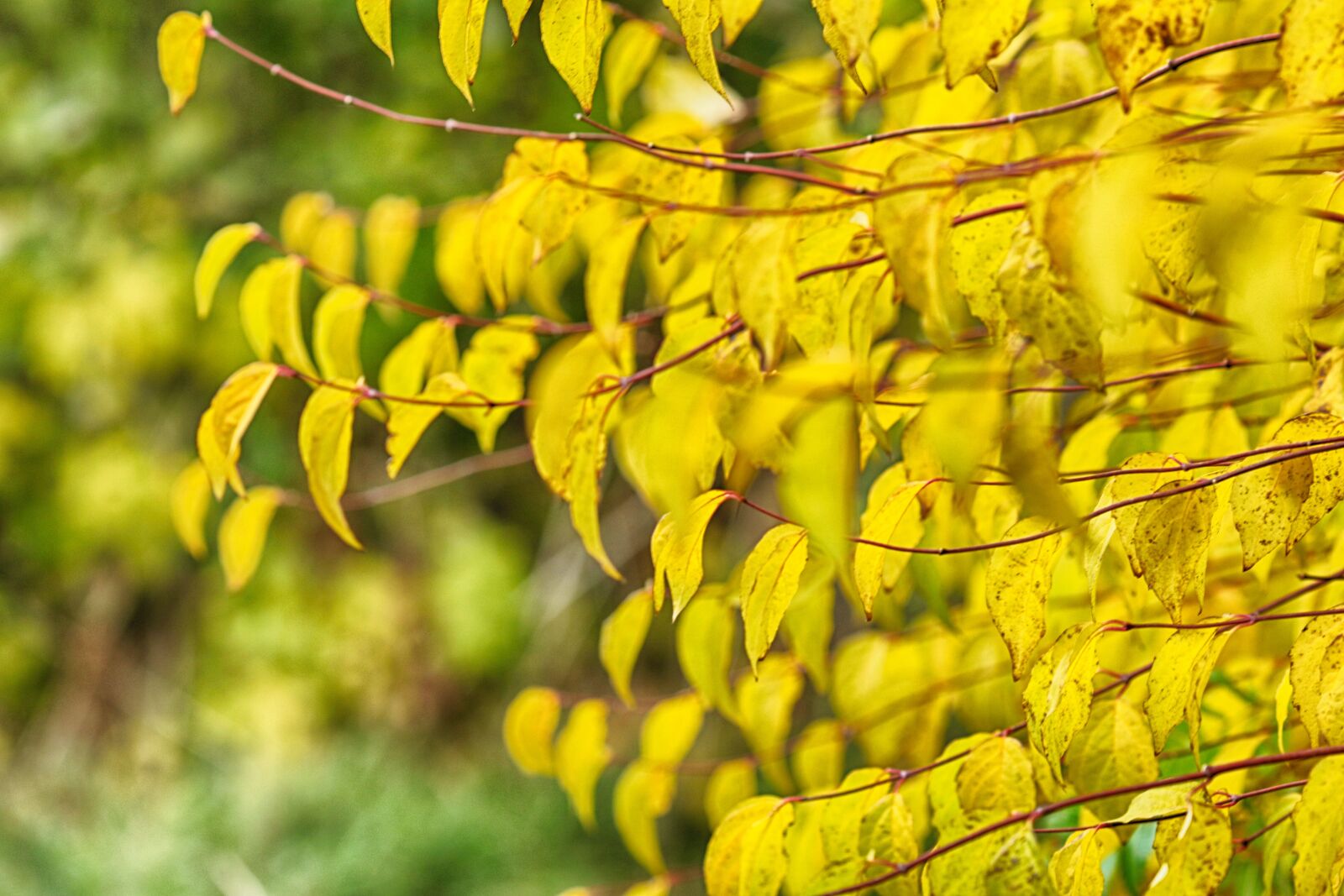 Canon EOS 7D Mark II + Canon EF 135mm F2L USM sample photo. Autumn, fall, tree photography