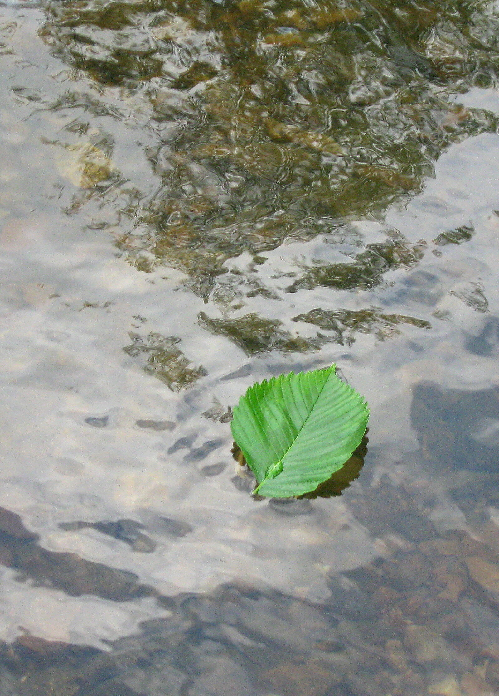 Canon PowerShot A590 IS sample photo. Clear, water, creek, leaf photography