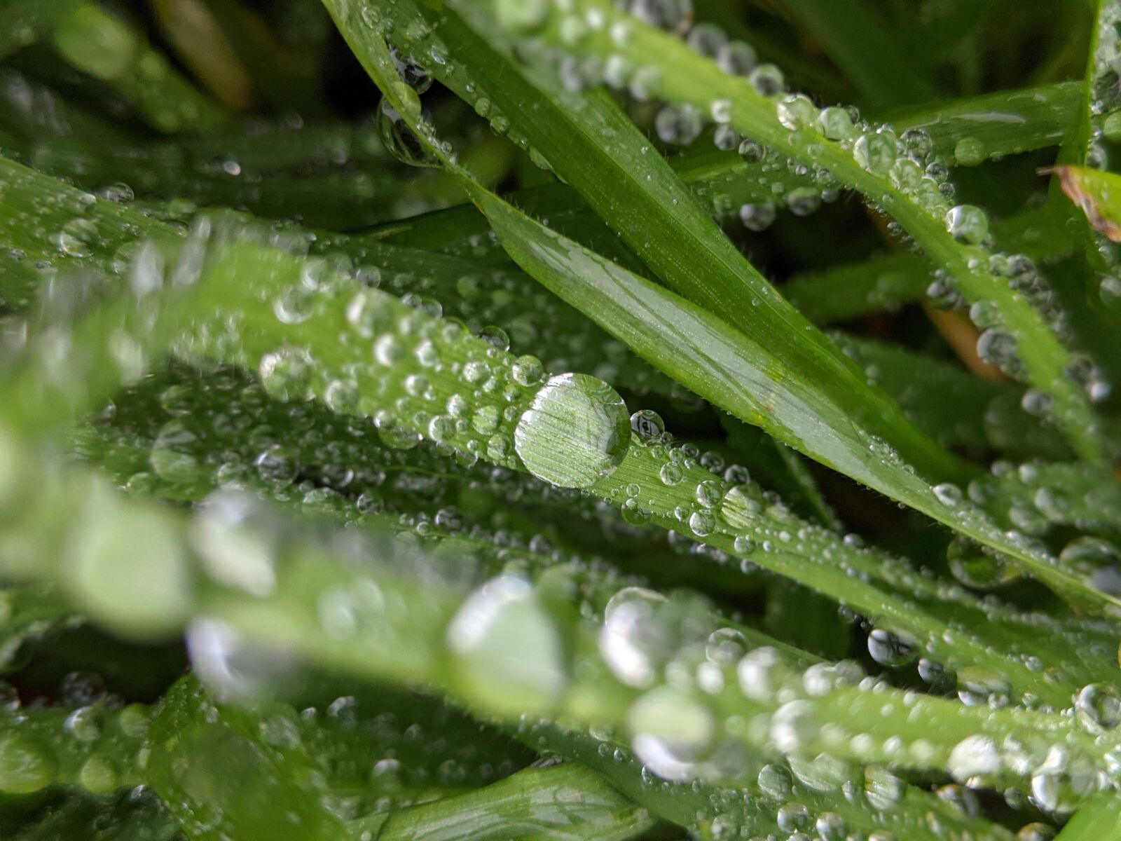 Google Pixel 2 XL sample photo. Grass, rain, drop of photography