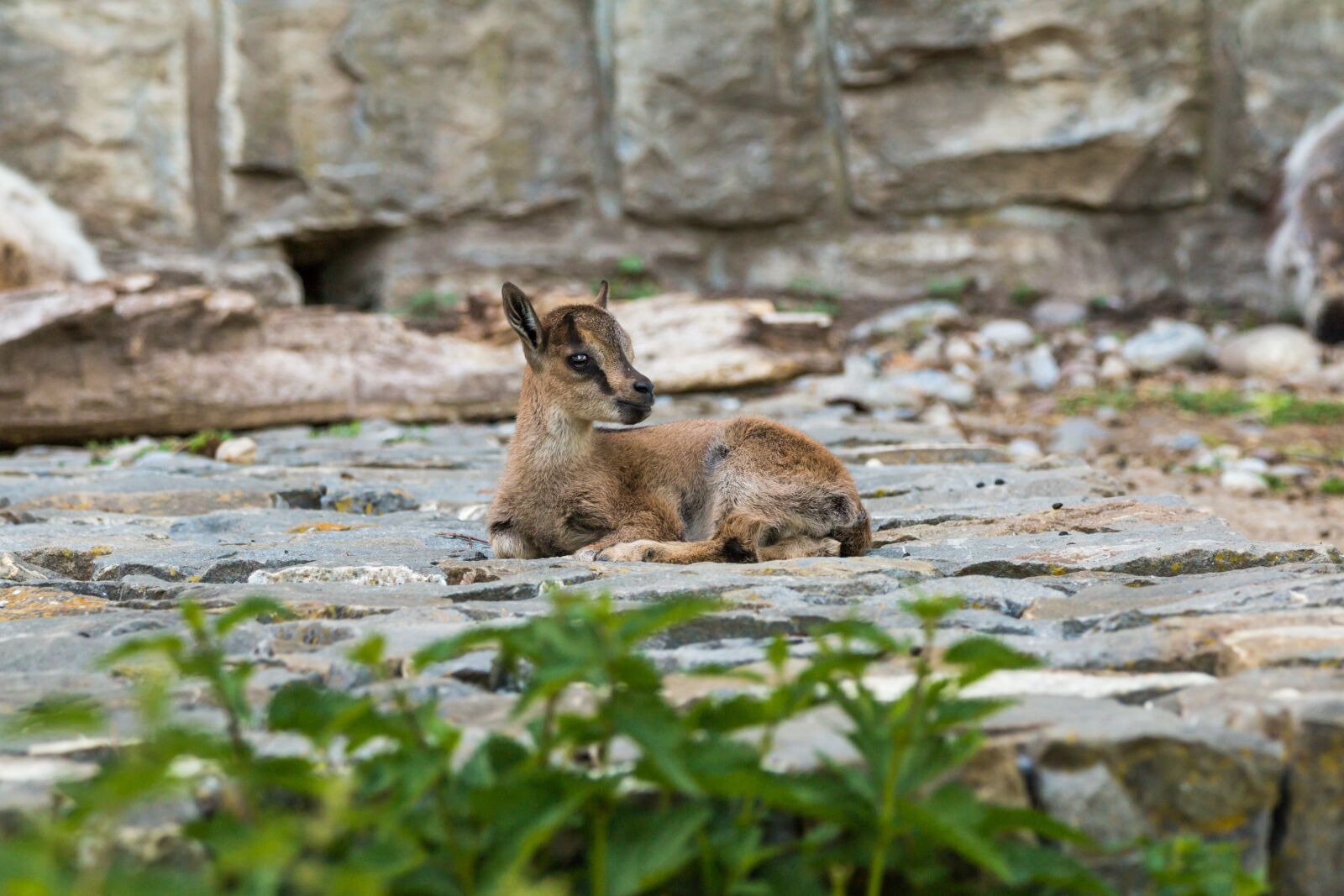 150-600mm F5-6.3 DG OS HSM | Contemporary 015 sample photo. Alpine ibex, capricorn, young photography