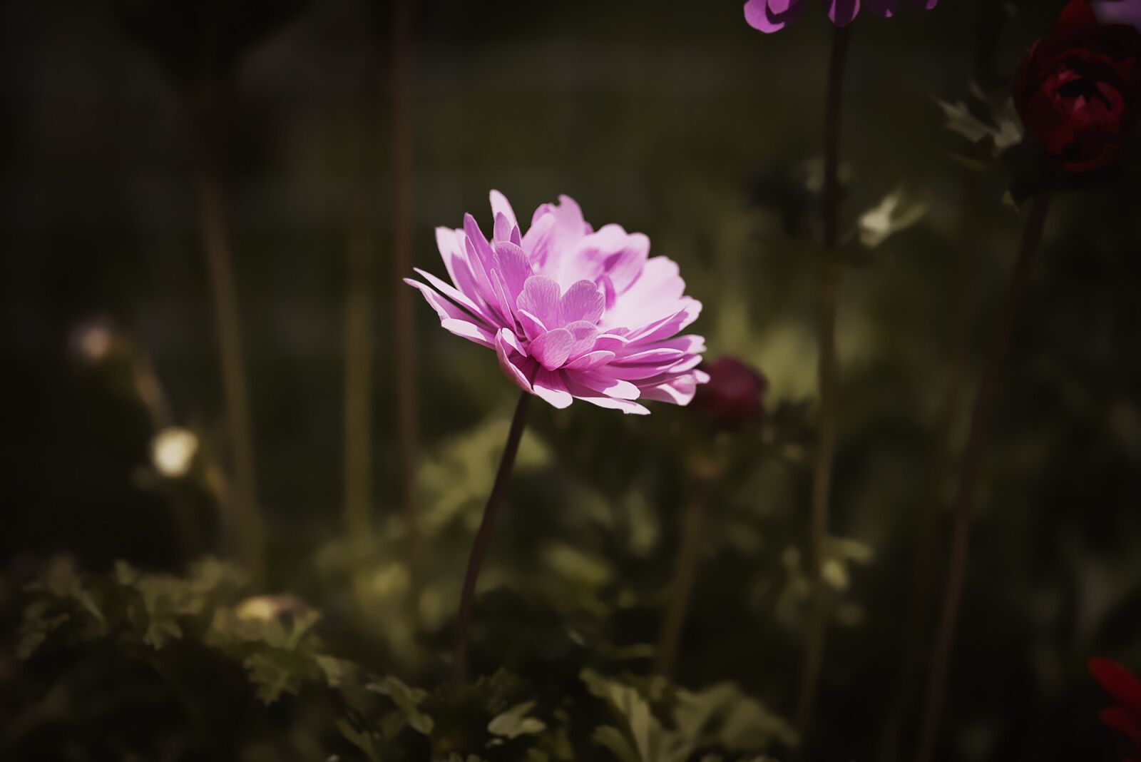 Nikon D750 sample photo. Anemone, pink, anemone pink photography