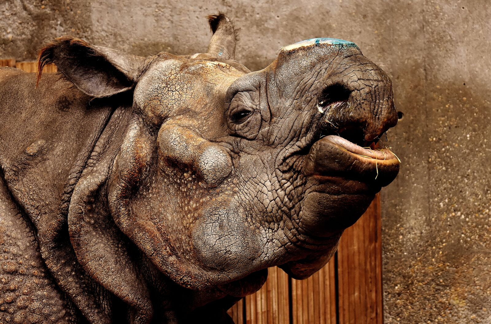 Nikon D7200 sample photo. Rhino, animal, animal world photography