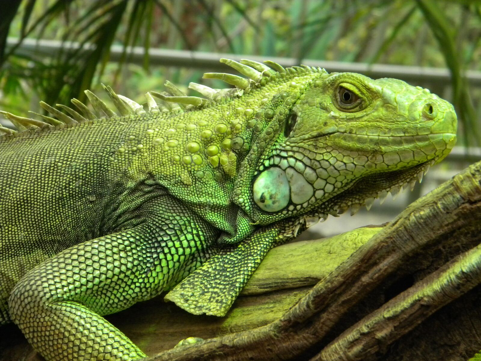 Nikon Coolpix L100 sample photo. Iguana, reptile, animal photography