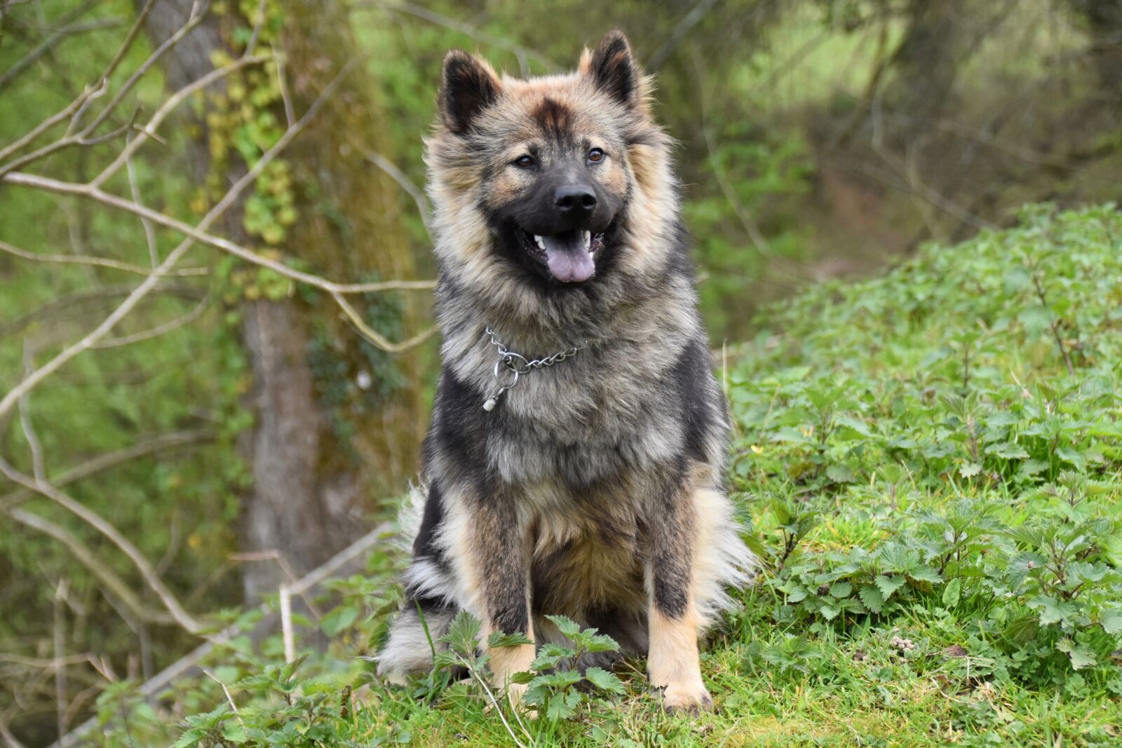 Nikon D5600 sample photo. Dog, dog portrait, dog photography