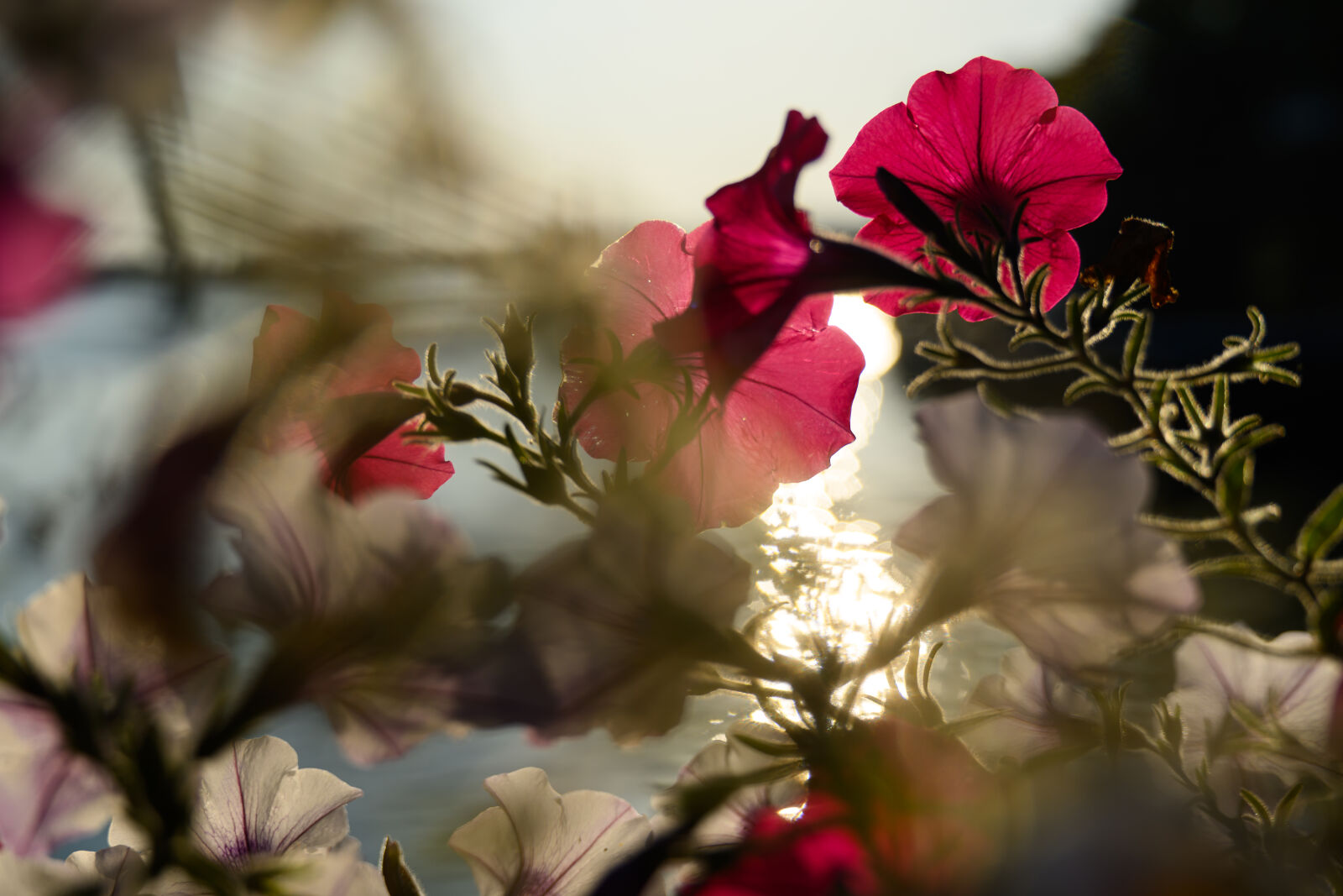 Nikon Z8 sample photo. Flower sunset photography
