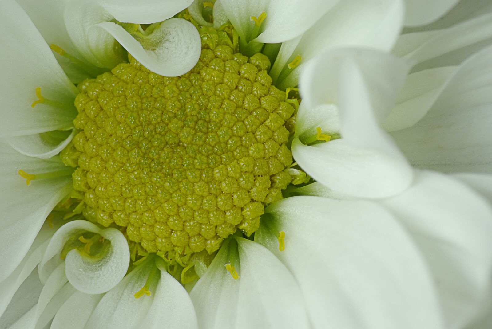 Pentax K10D sample photo. Flower, white, yellow photography