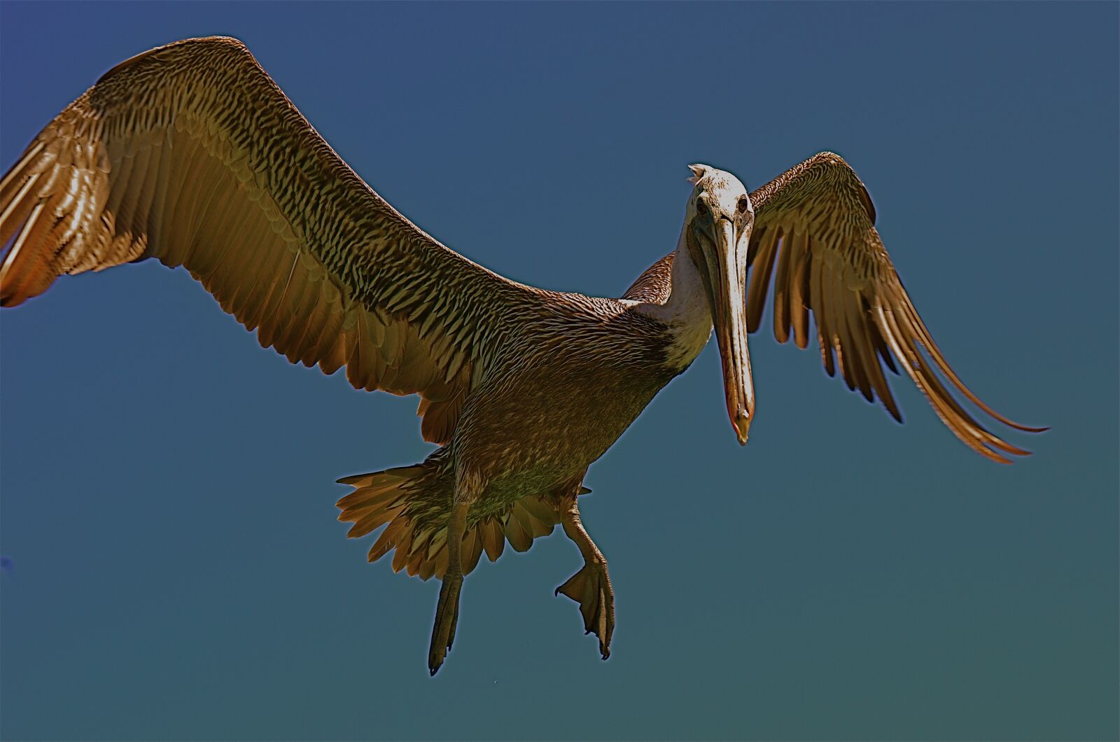 Nikon D7000 sample photo. Birds, nature, wildlife photography