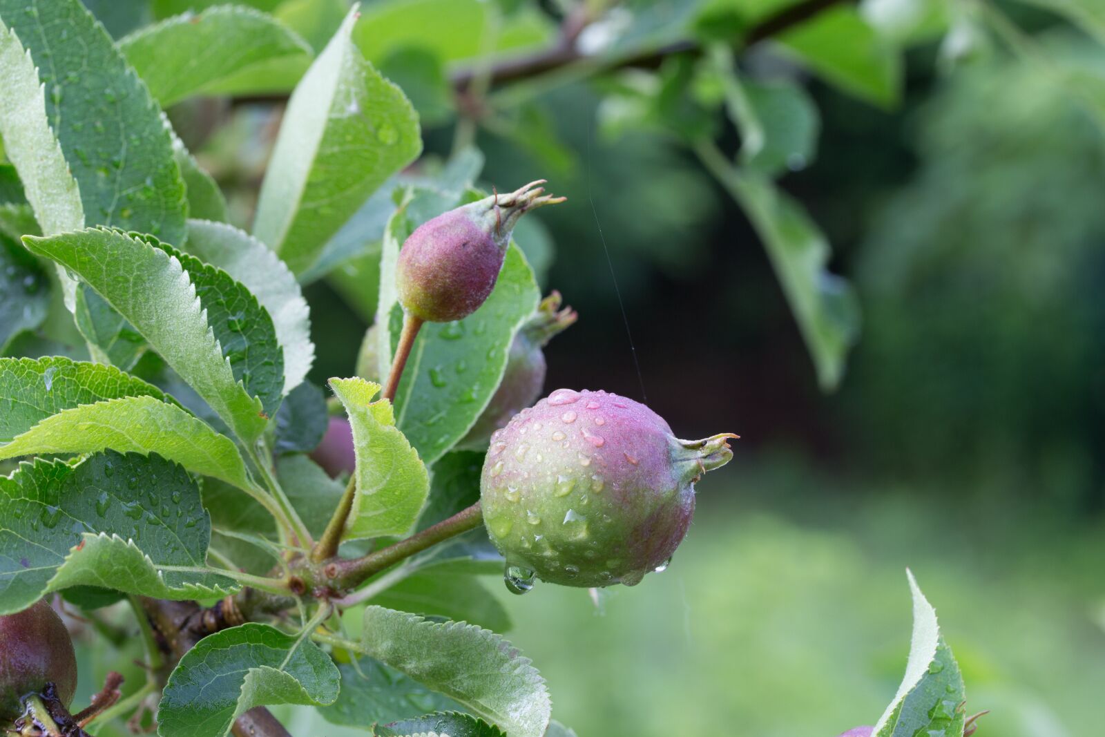 Canon EF-S 60mm F2.8 Macro USM sample photo. Apple, immature, room photography