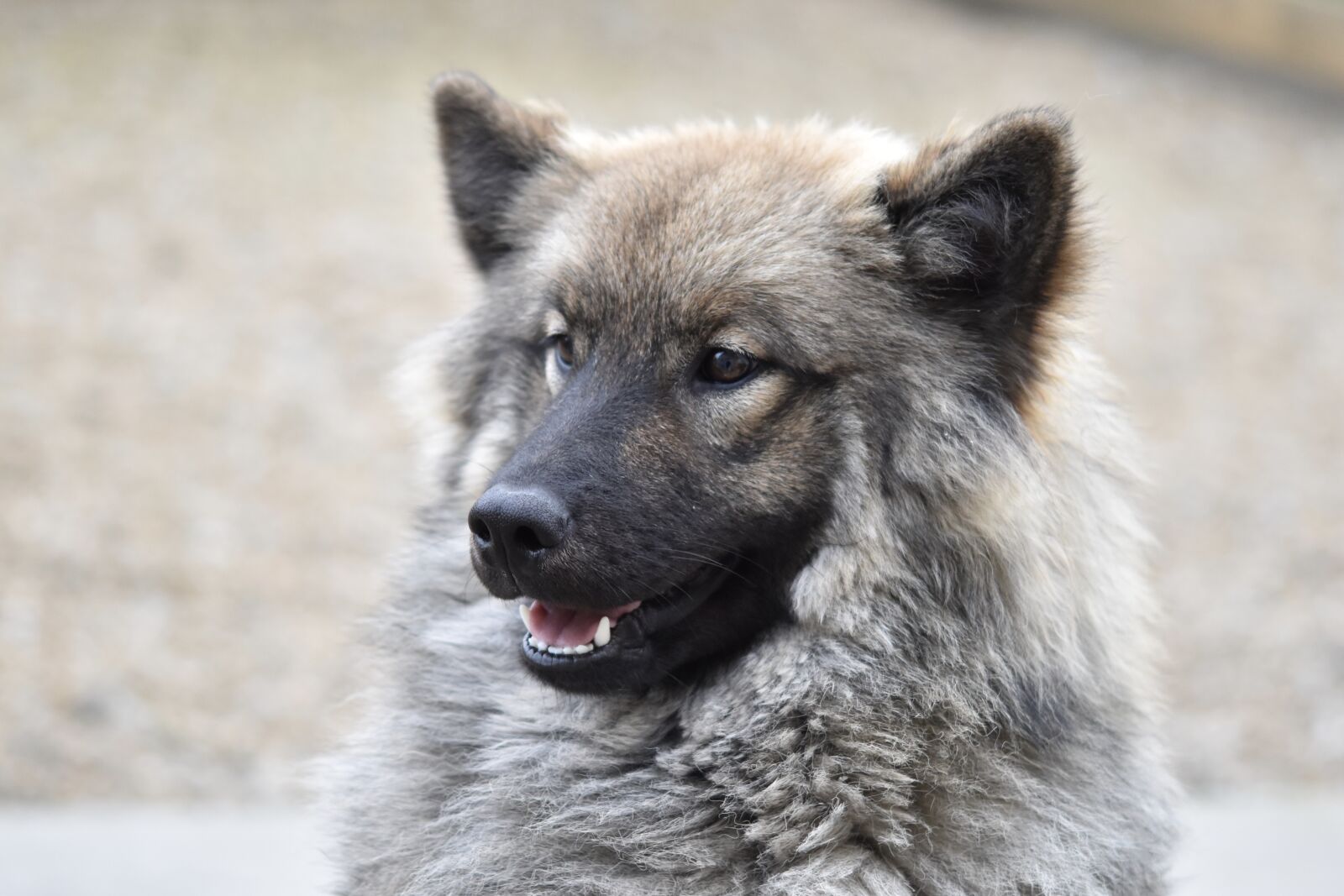 Nikon D5600 sample photo. Dog, dog eurasier, female photography