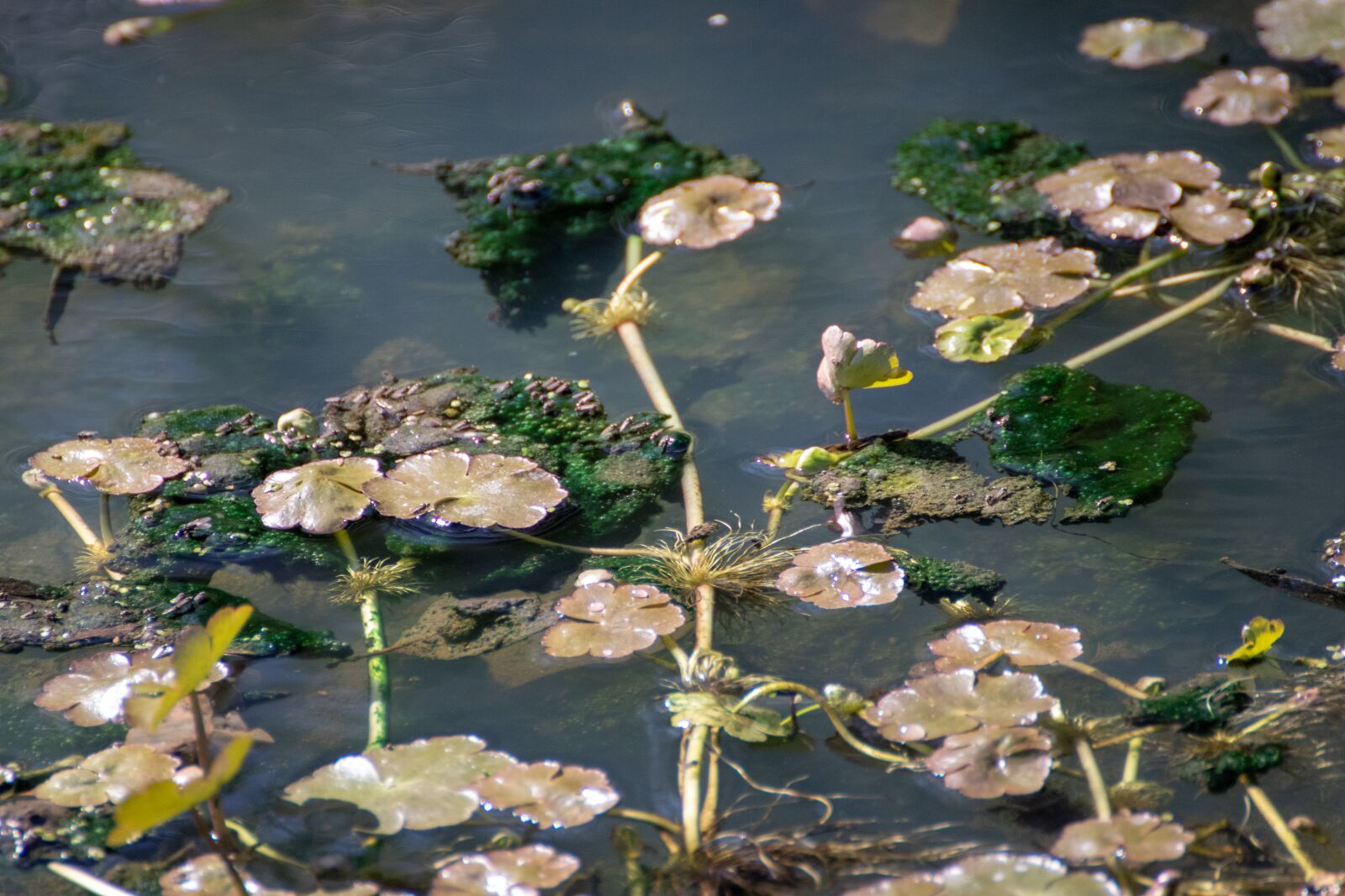 Canon EOS 200D (EOS Rebel SL2 / EOS Kiss X9) sample photo. Lake, camalotes, mud photography