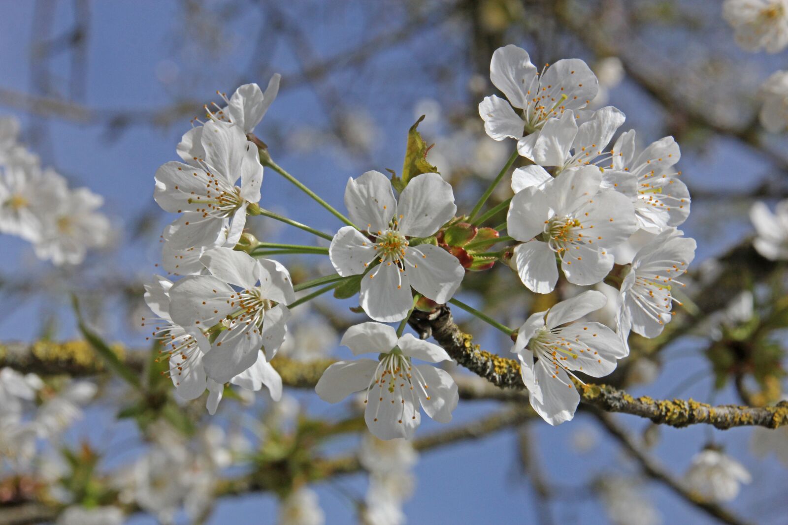 Canon EOS 60D sample photo. Cherry blossoms, flowers, tree photography