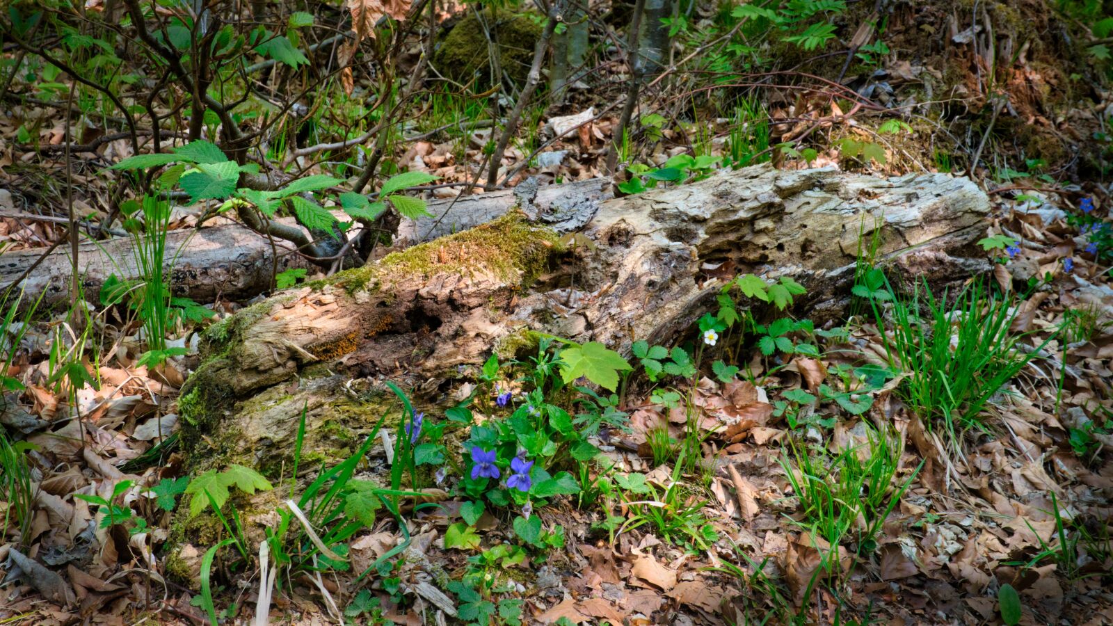 Nikon D7500 sample photo. Growth, spring, log photography
