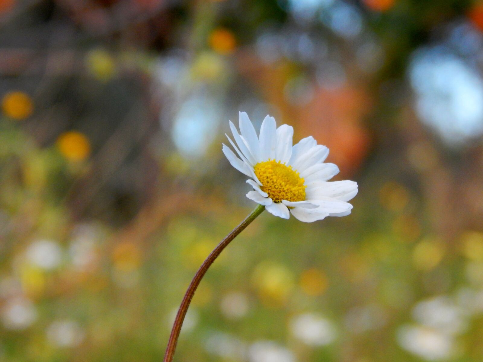 Nikon Coolpix L820 sample photo. Nature, flower, camomile photography