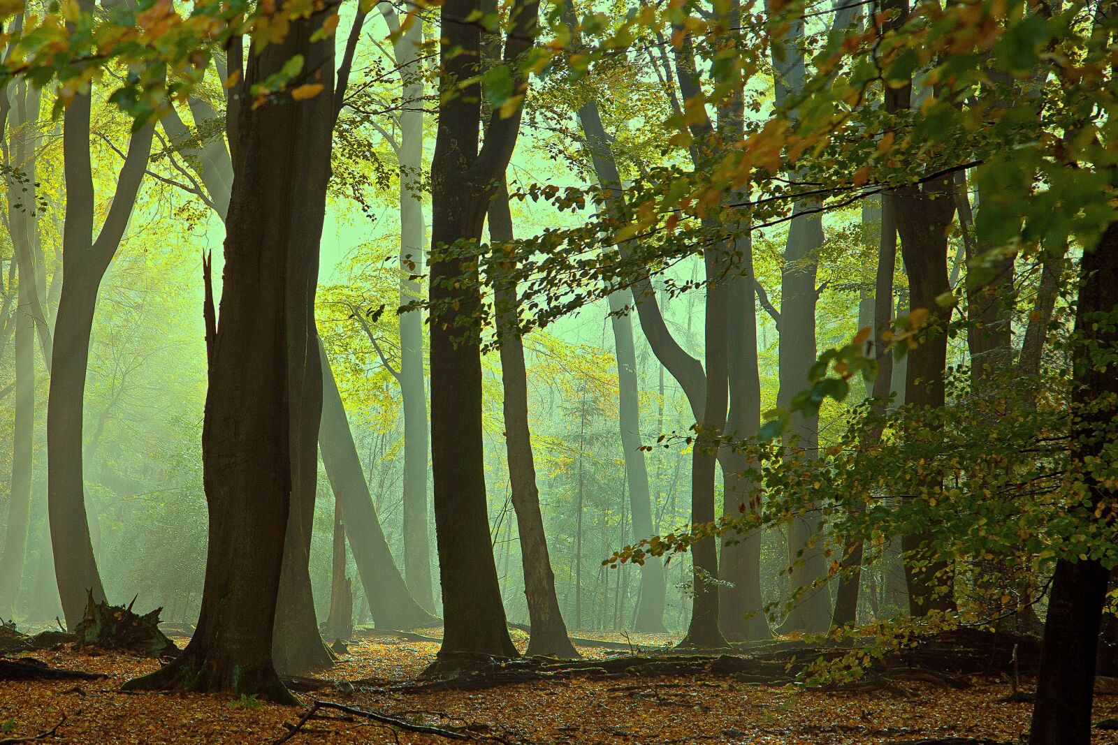 Canon EOS 6D + Canon EF 24-105mm F4L IS USM sample photo. Lochem, forest, foggy photography