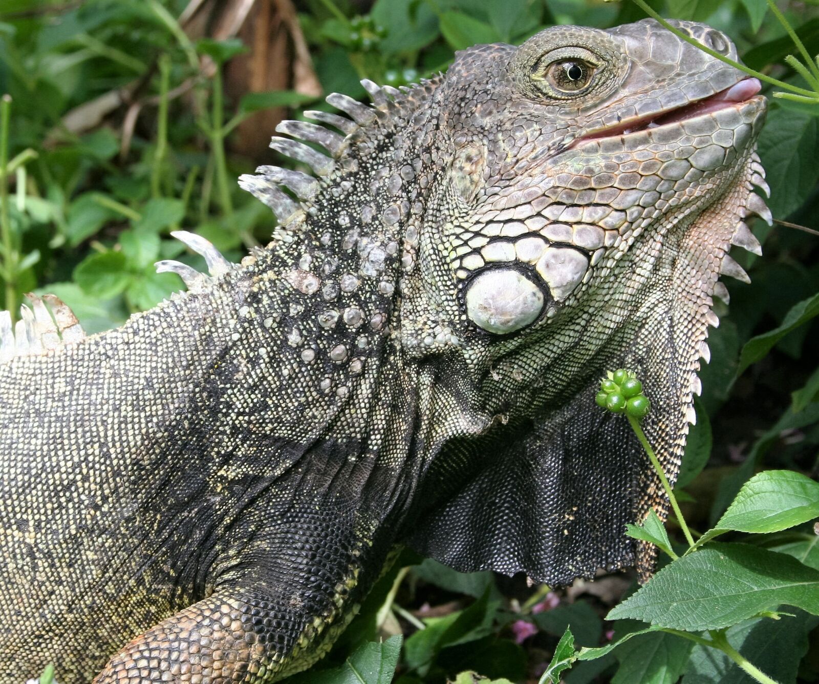 Canon EOS 350D (EOS Digital Rebel XT / EOS Kiss Digital N) sample photo. Reptile, iguana, lizard photography