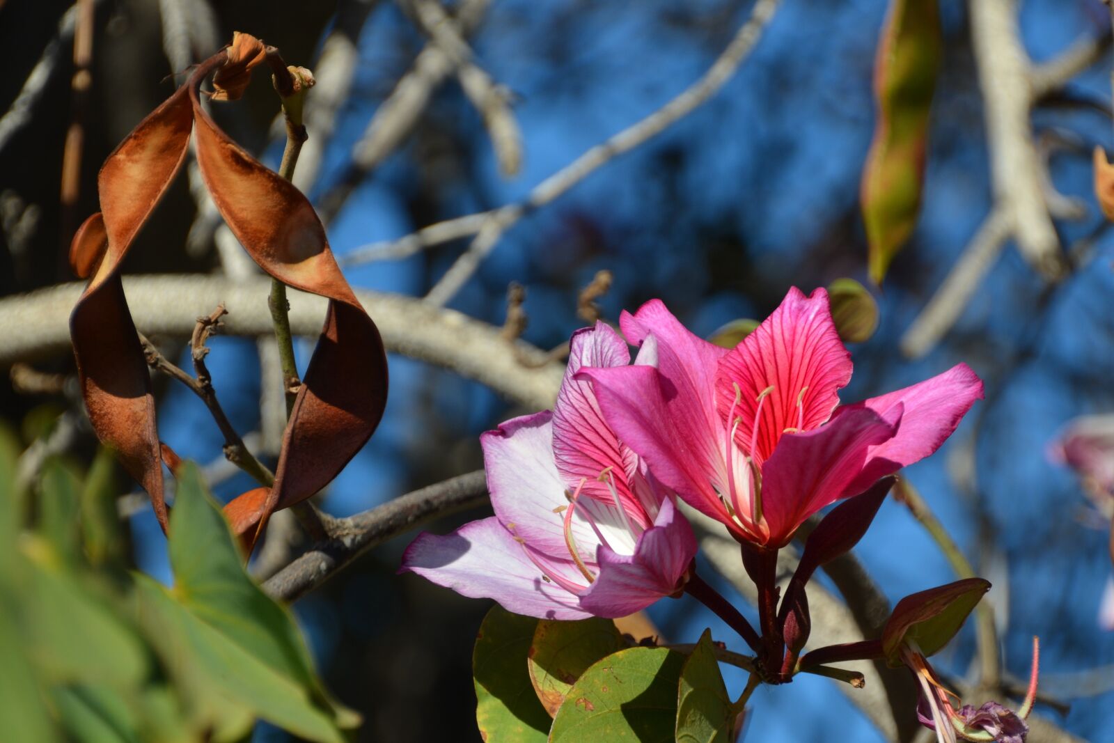 Nikon D5100 sample photo. Nature, blossom, bloom photography