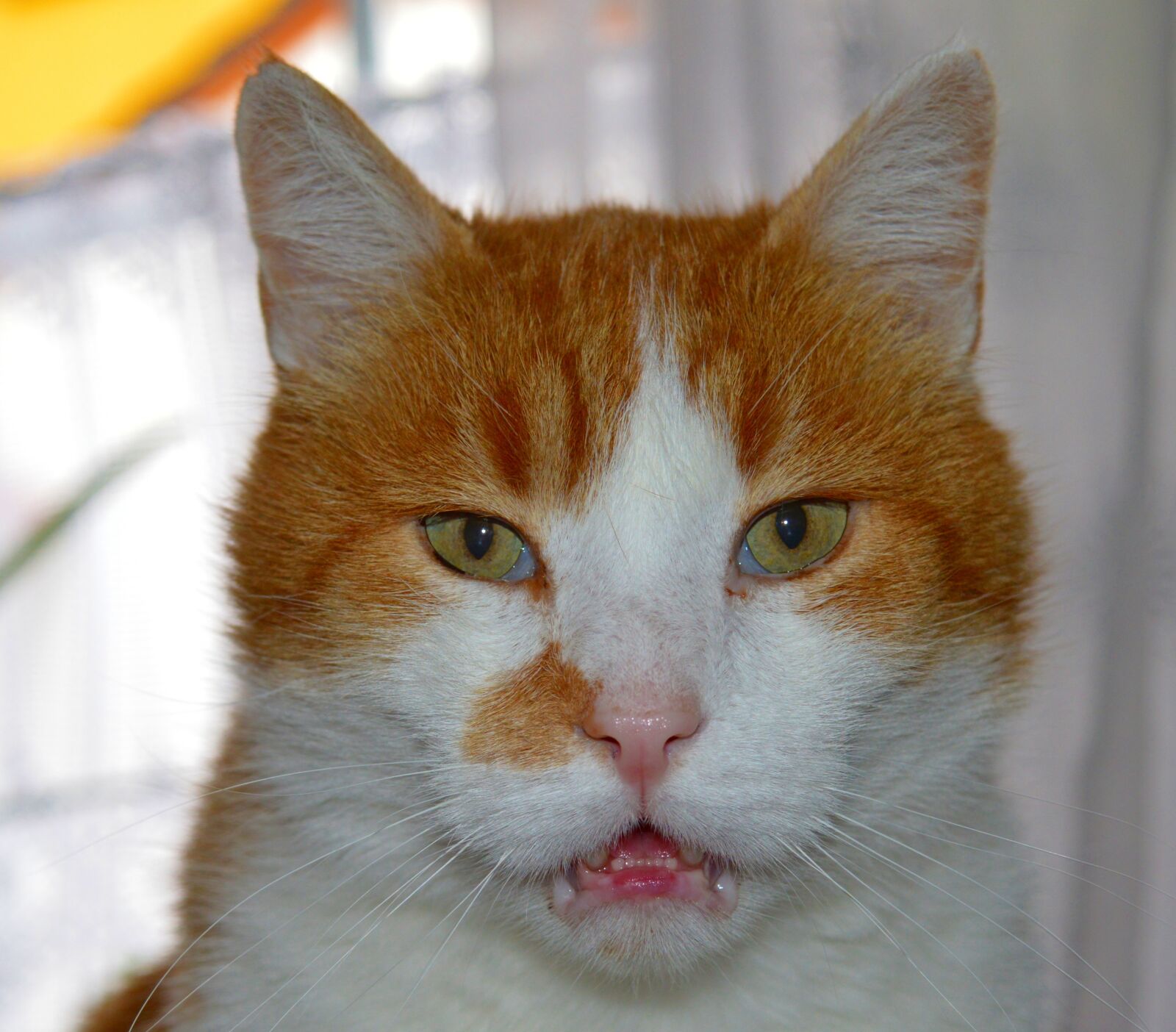 Nikon D3200 sample photo. Cat, domestic cat, cat's photography