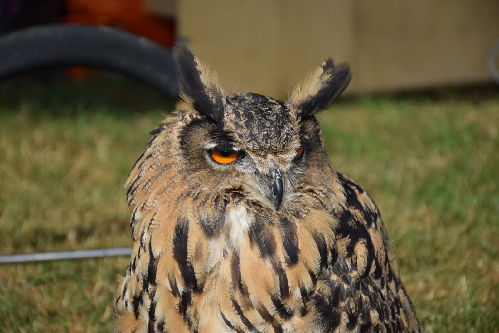 Nikon D5300 sample photo. Eurasian eagle owl, owl photography