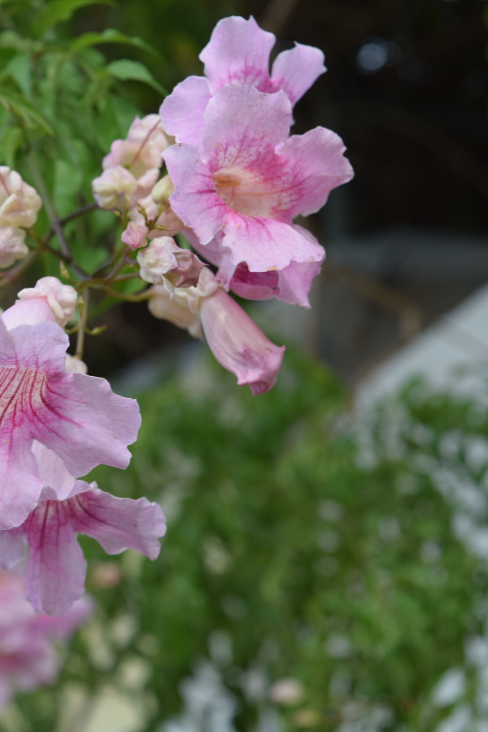 Nikon D5300 sample photo. Ibiza, flower, pink photography