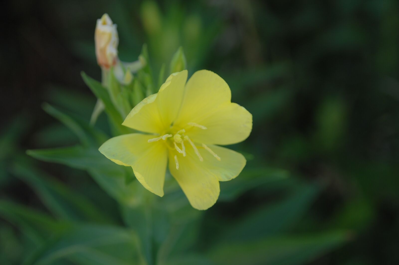 Nikon D2Xs sample photo. Evening primrose, flower photo photography